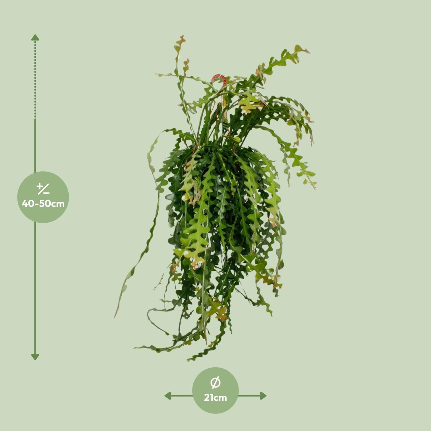 Ephiphyllum Anguliger Zimmerpflanze