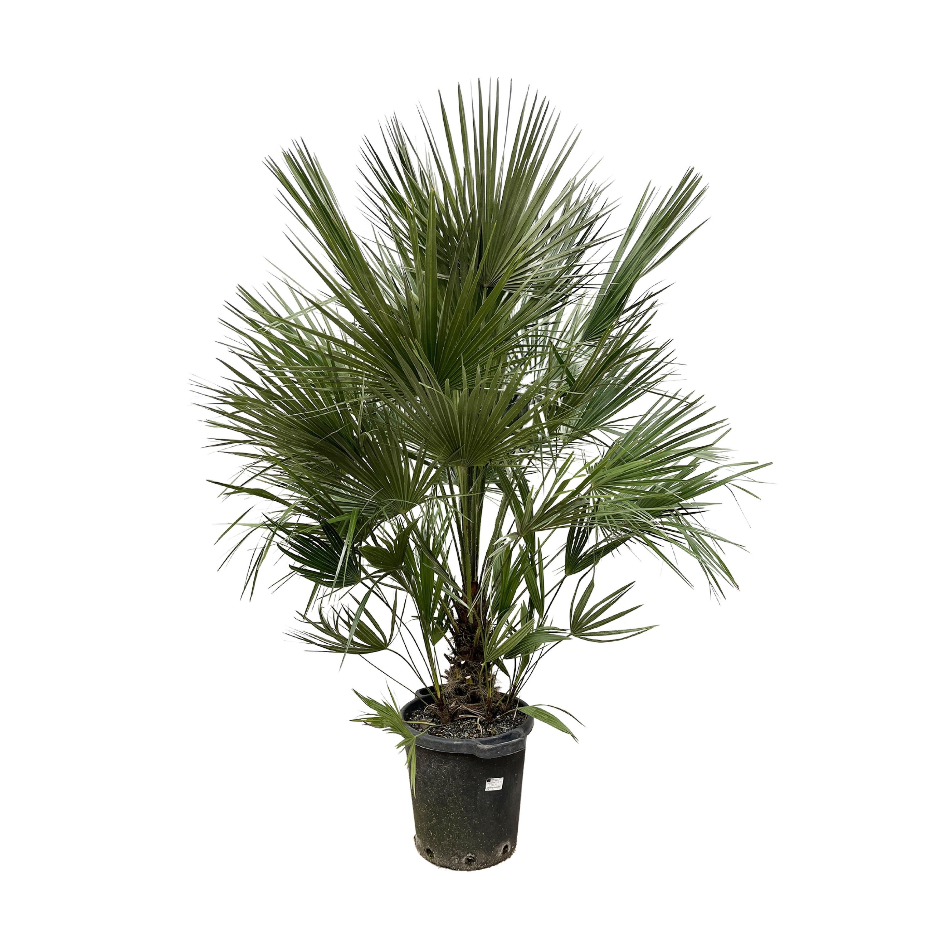 Chamaerops Humilis Zwergpalme