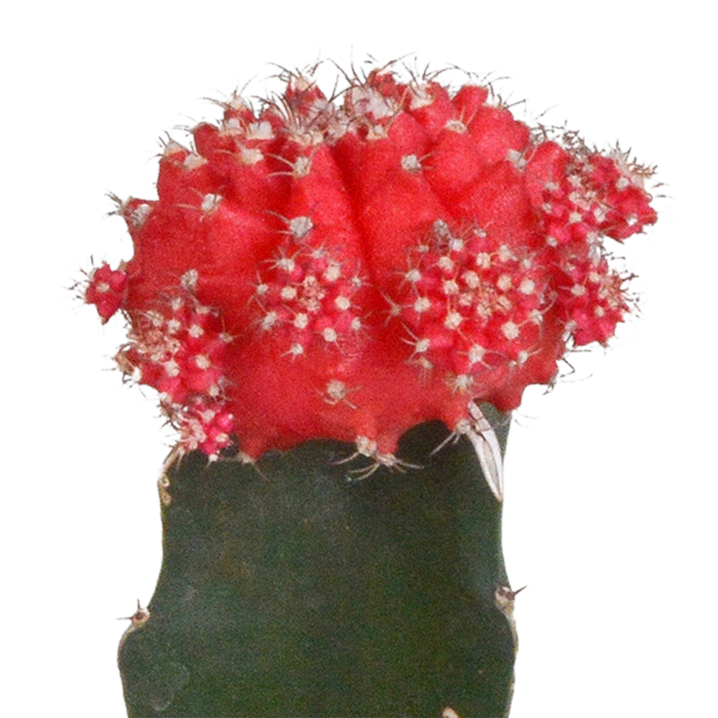 Bunte Gymnocalycium Farbmix Sukkulenten