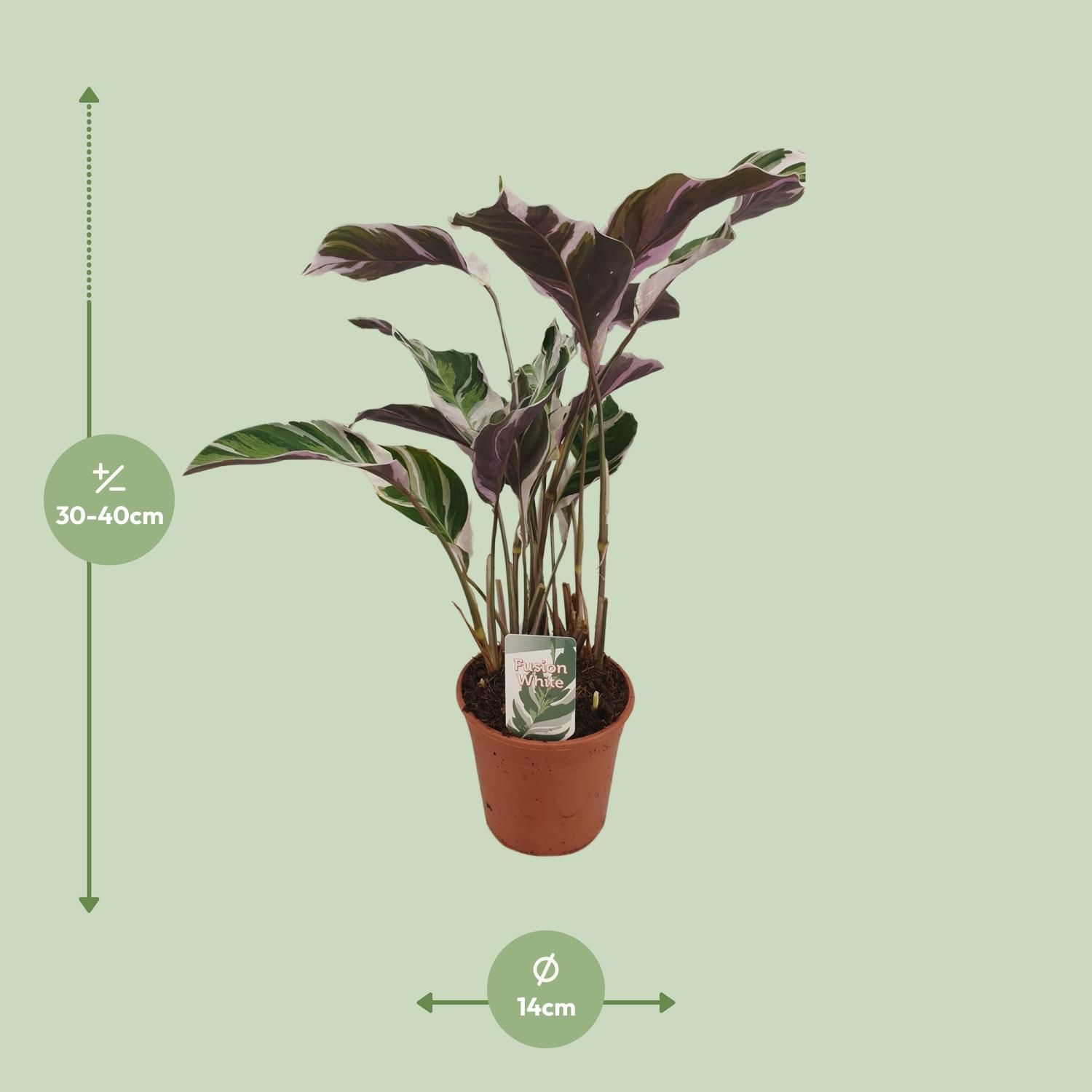 Calathea Fusion White Basic Zimmerpflanze