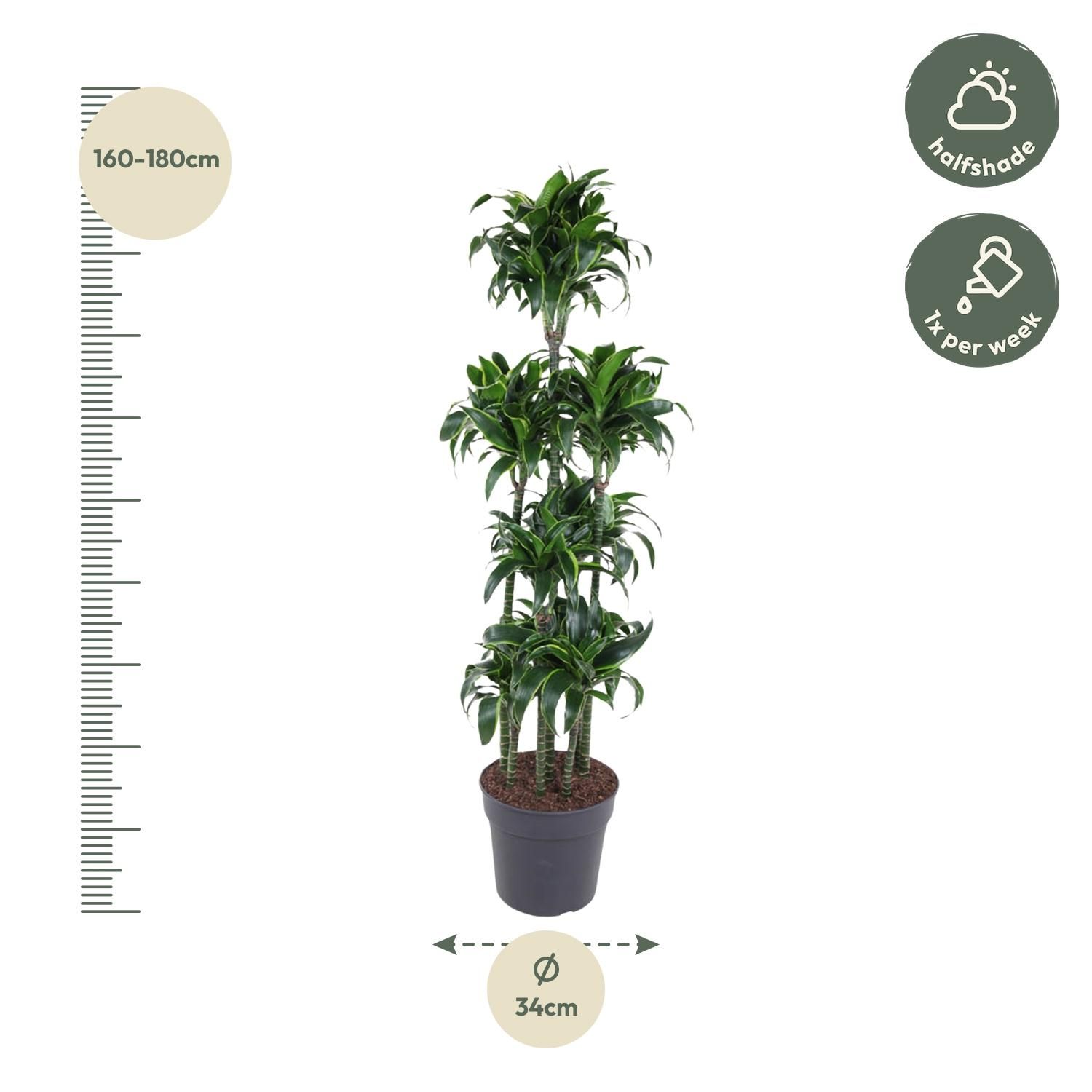 Dracaena Dorado Carrousel – elegante Zimmerpflanze