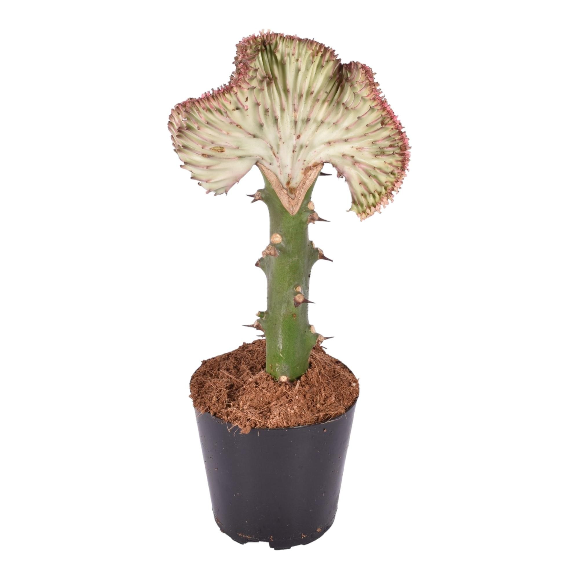 Euphorbia lactea Cristata Korallen-Kaktus