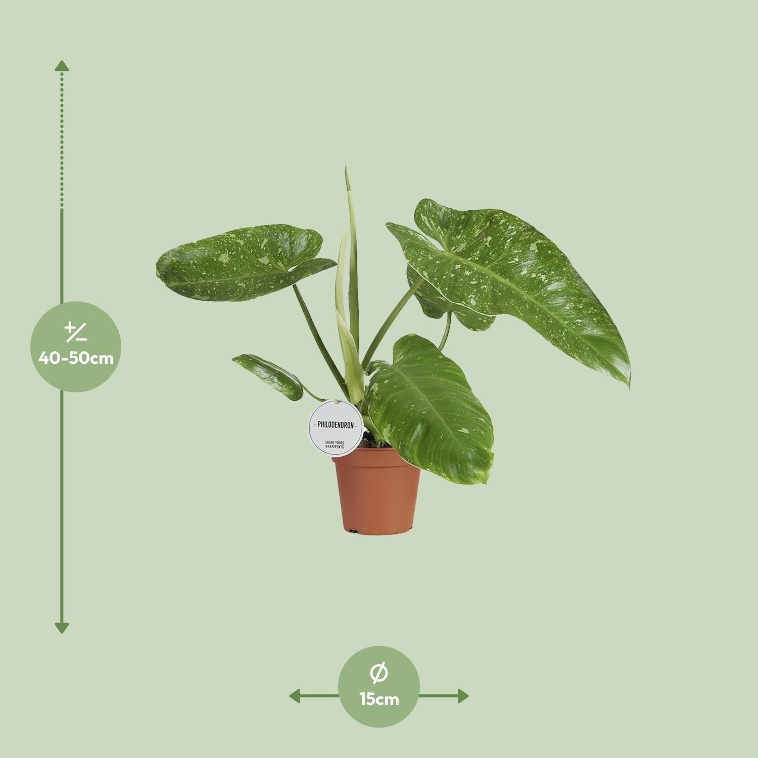 Philodendron Jose Buono – XL Größe – Beliebte Zimmerpflanze