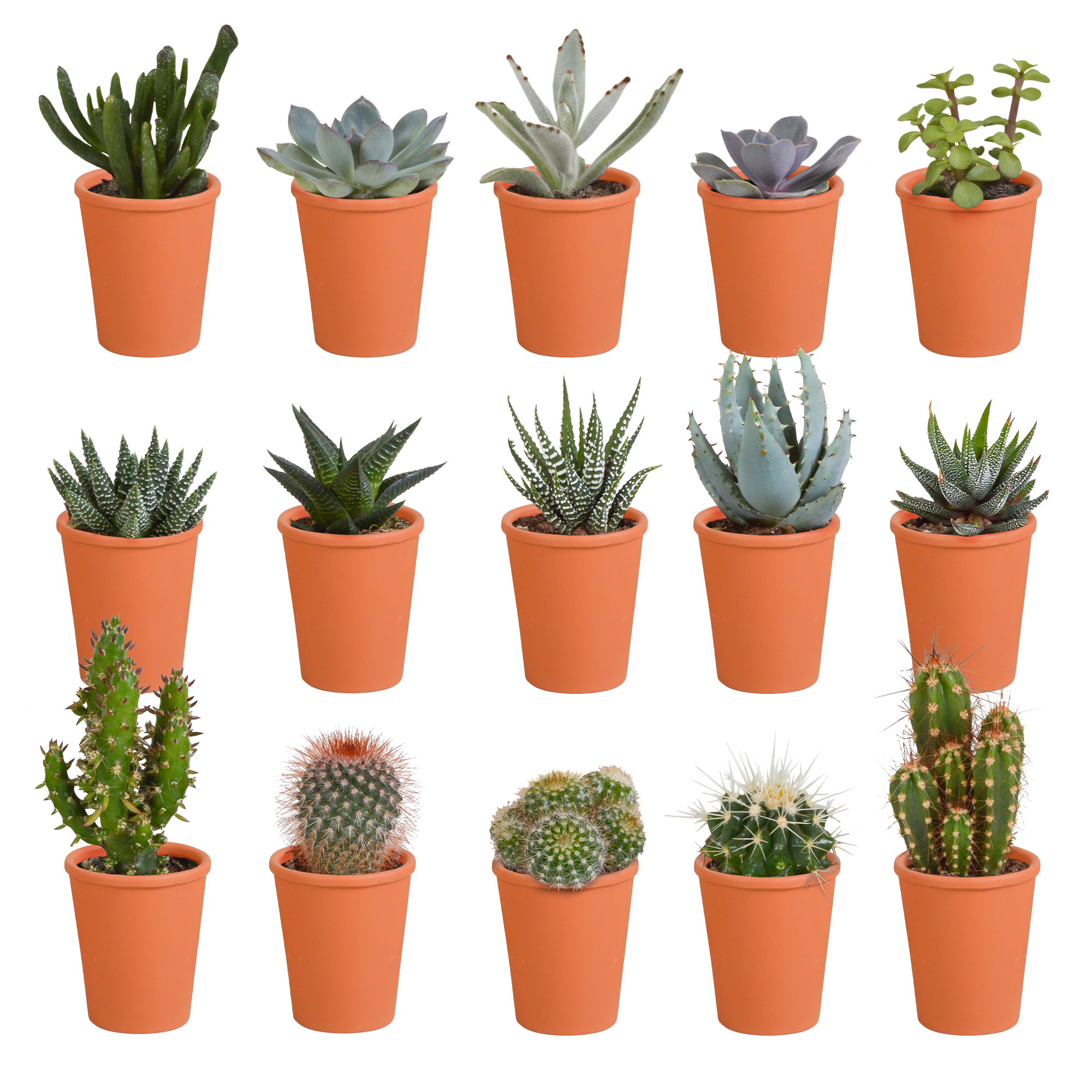 Bunte Cactus und Sukkulenten Mischung in Terrakotta