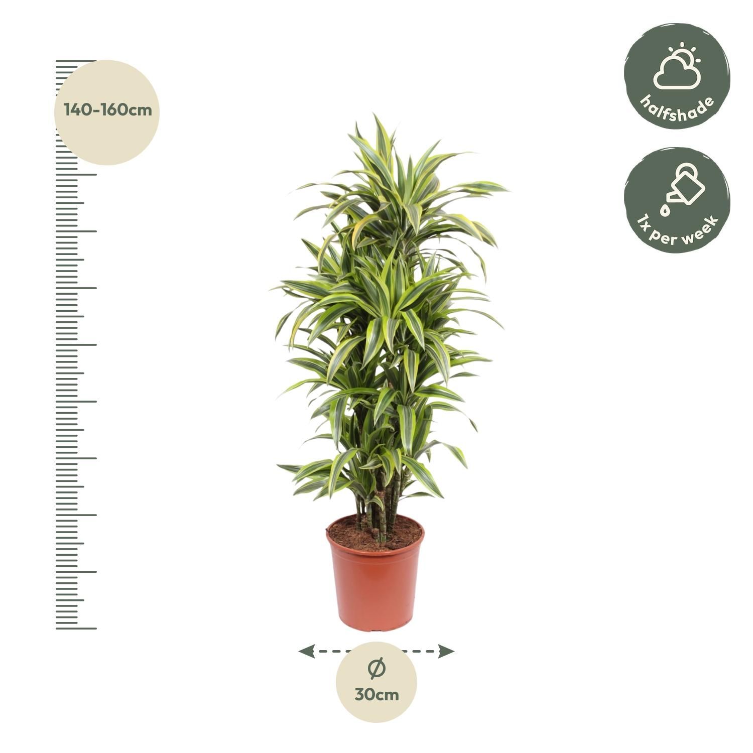 Dracaena Lemon Lime Zimmerpflanze