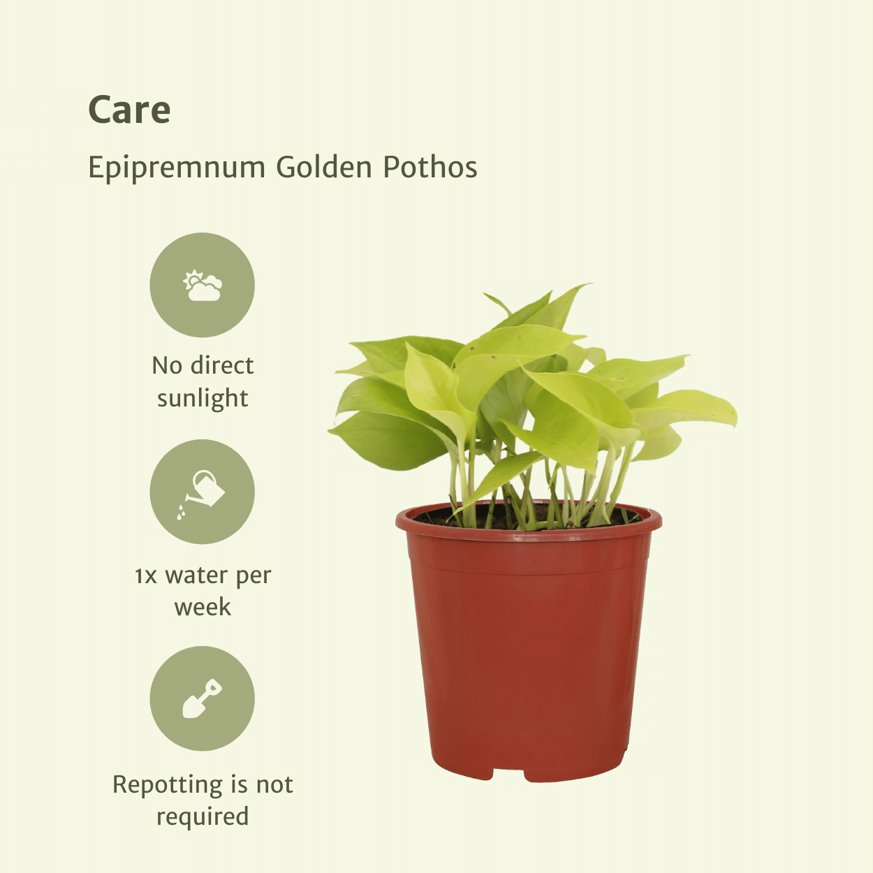 Epipremnum Golden Pothos Zimmerpflanze