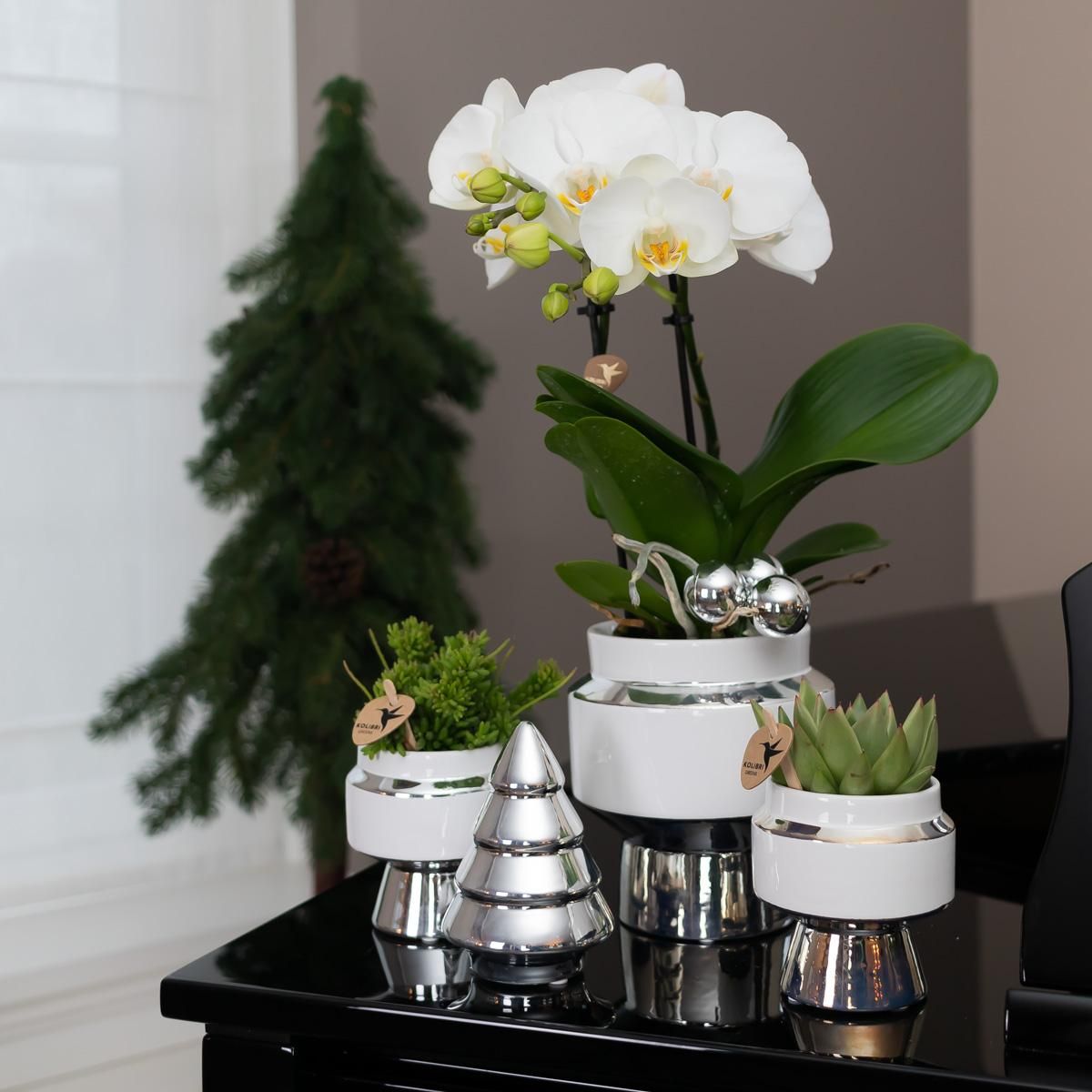 Phalaenopsis Orchidee in elegantem Goldtopf