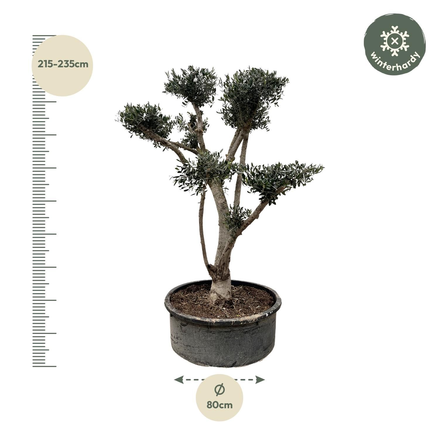 Olivenbaum Olea Europaea