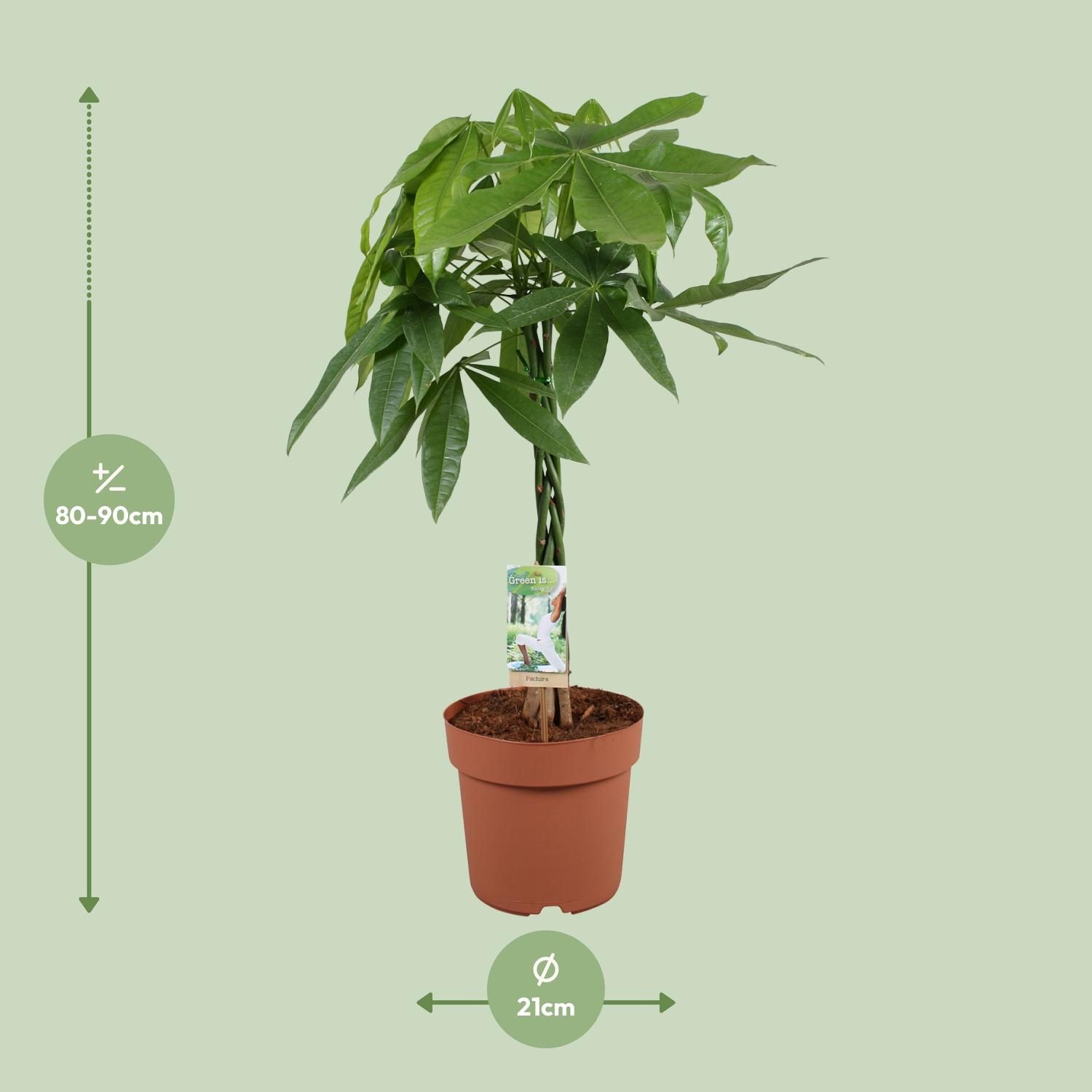 Pachira Aquatica Zimmerpflanze