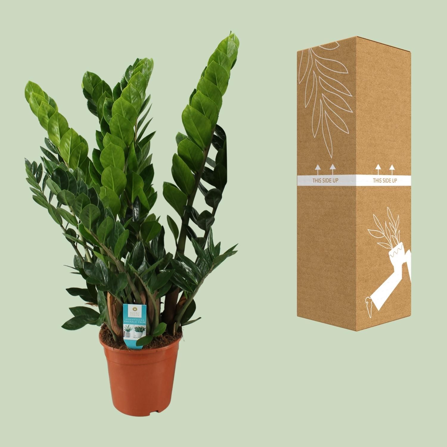Pflegeleichte Zamioculcas Zamiifolia Zimmerpflanze