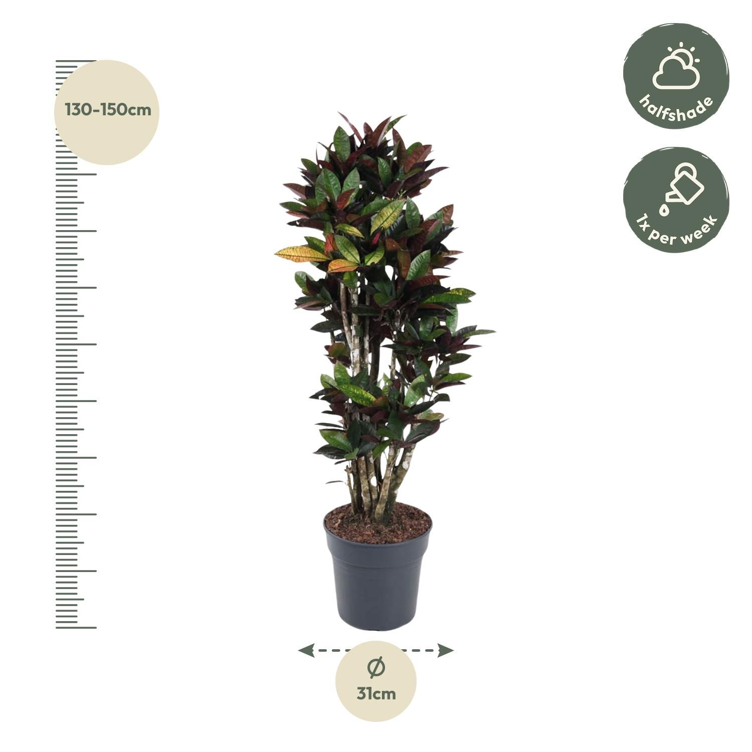 Codiaeum Mammi Zimmerpflanze mit bunten Blättern