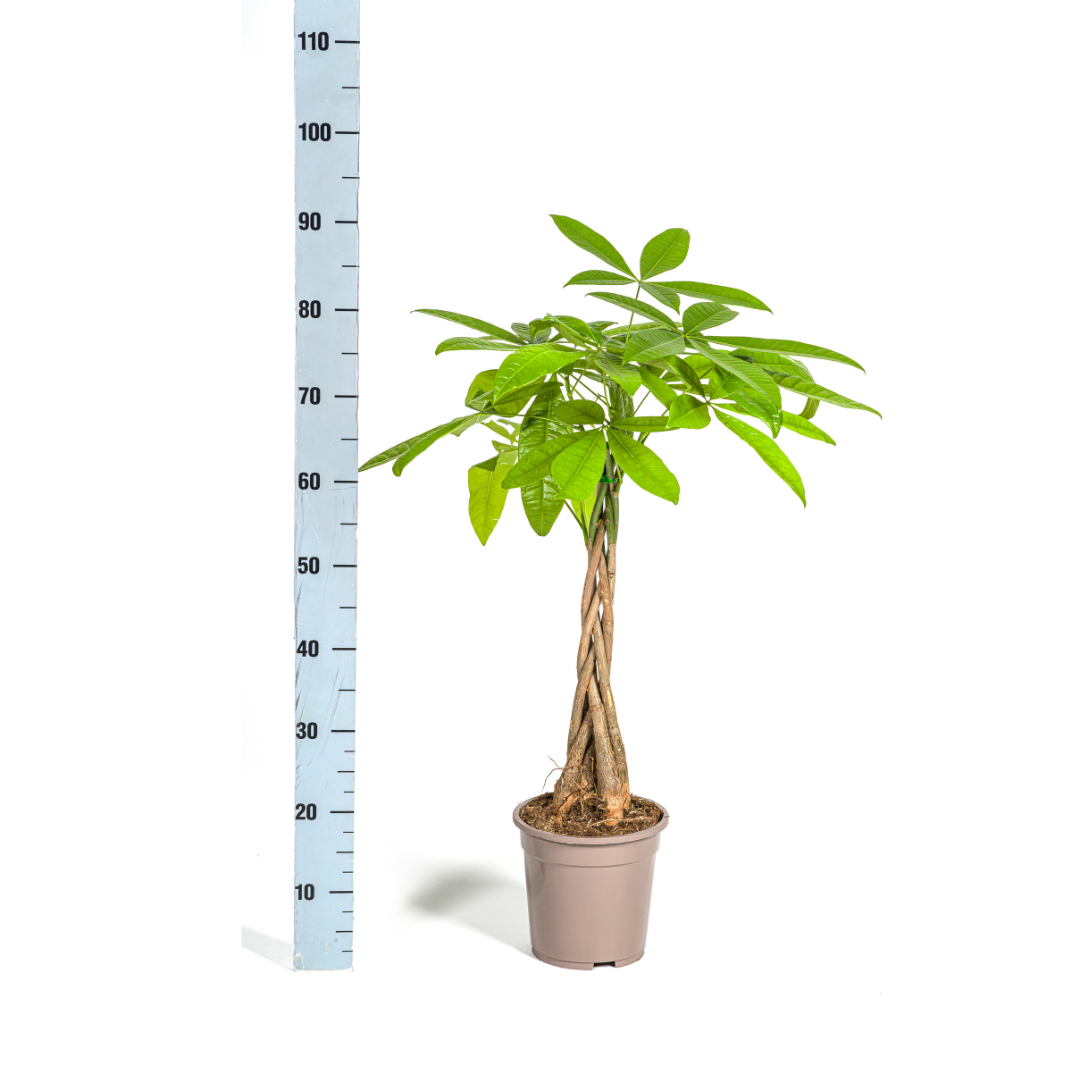 Pachira Aquatica Ø19cm – ca. 70–90cm hoch – Glückskastanie