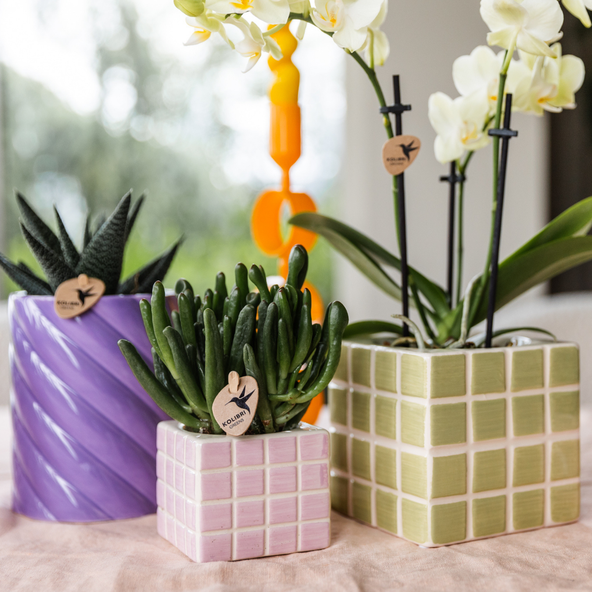 Gelbe Phalaenopsis Orchidee 'Mexico' mit Mosa Ziertopf