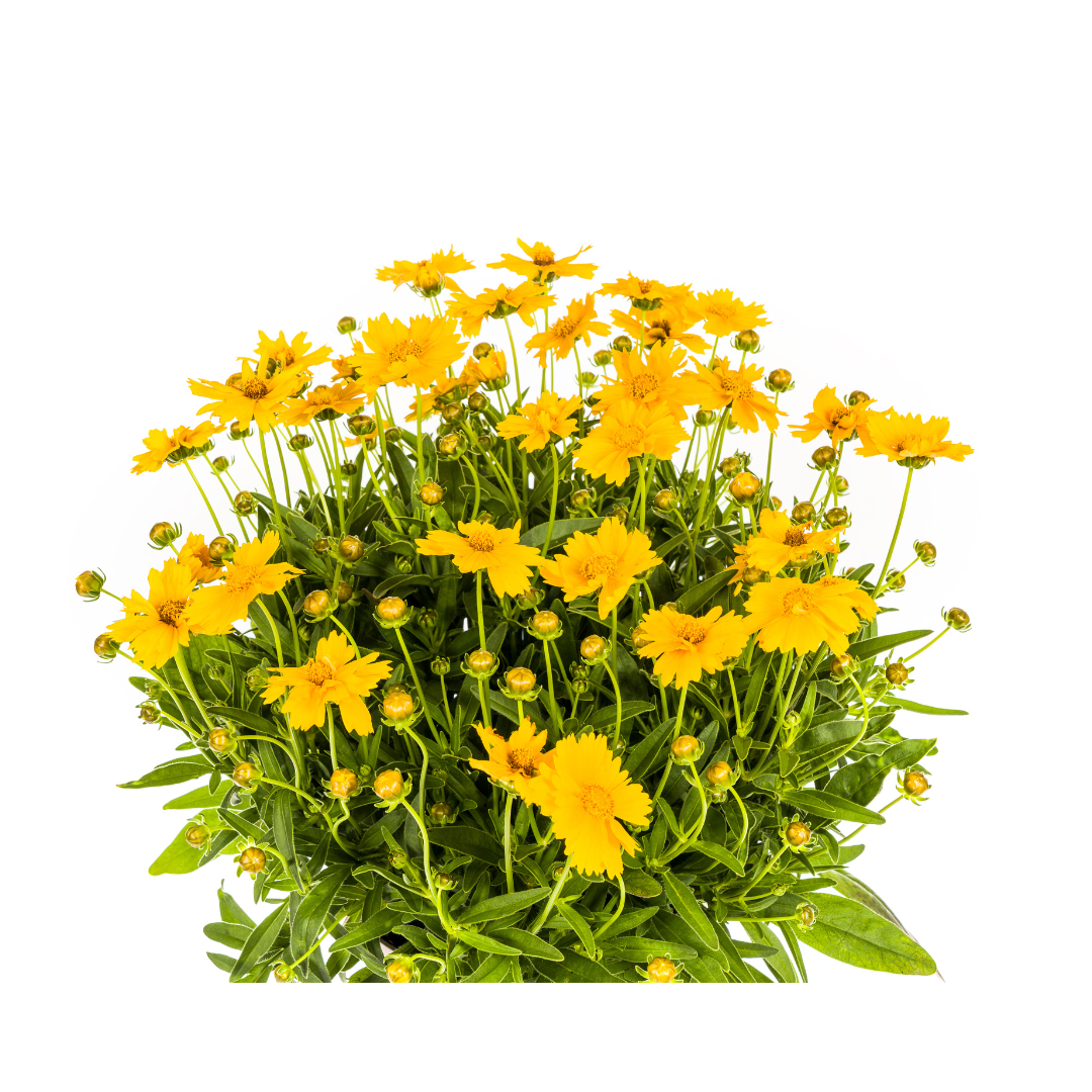 Coreopsis Grandiflora – Ø19cm Topf – 50-60cm Höhe