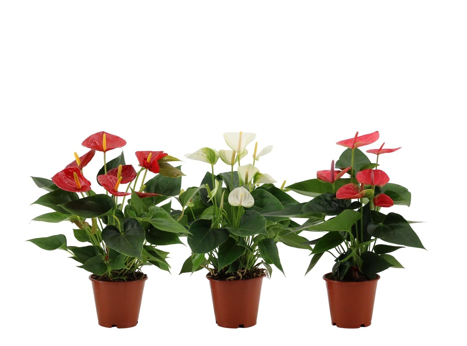 Anthurium 3 Farbmix in Transparentem Sleeve