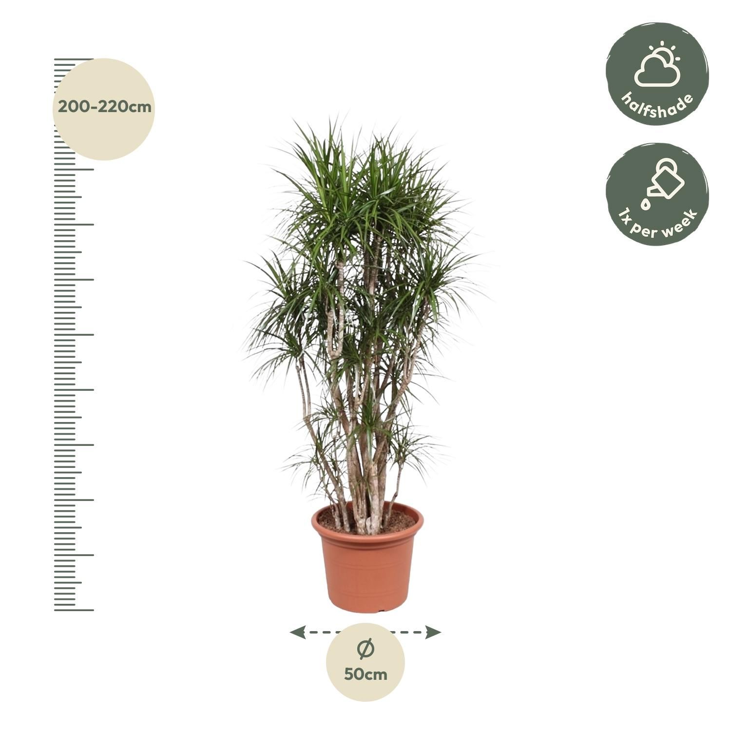 Dracaena Marginata verzweigt Indoor-Pflanze