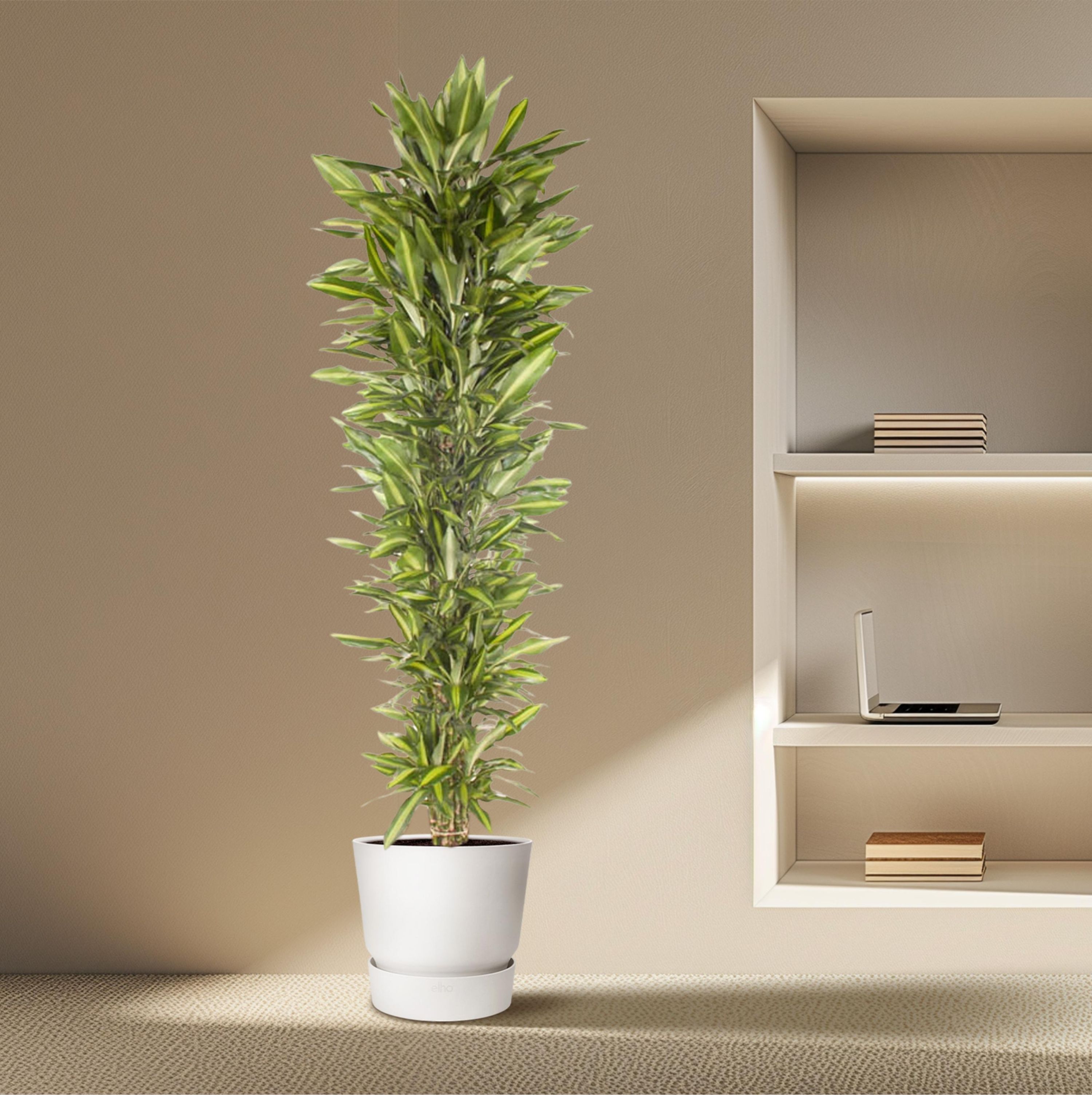Dracaena Cintho - Eleganter Zimmerbaum mit welligen Blättern