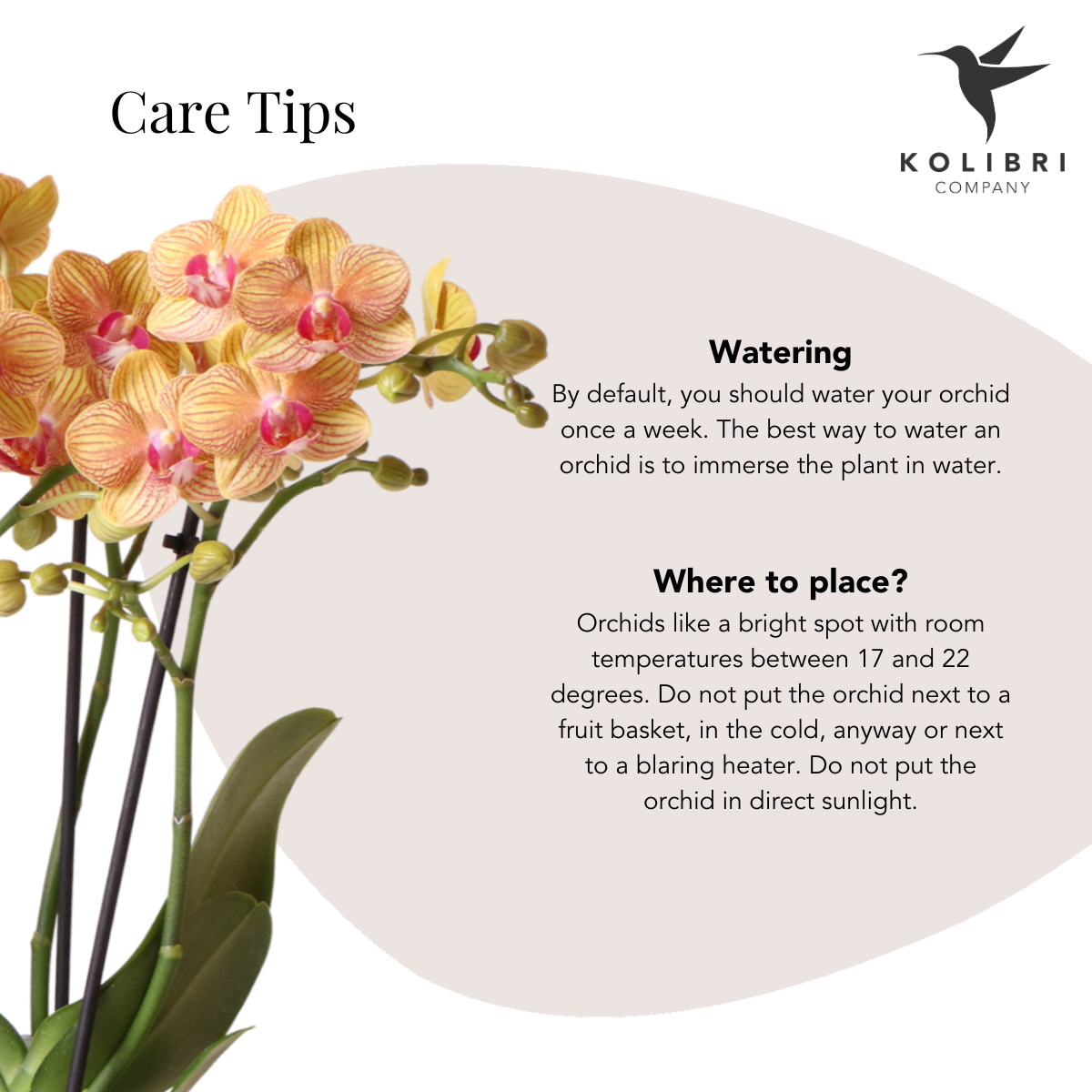 Kolibri Company Phalaenopsis Orchidee & Calathea Set in Orange