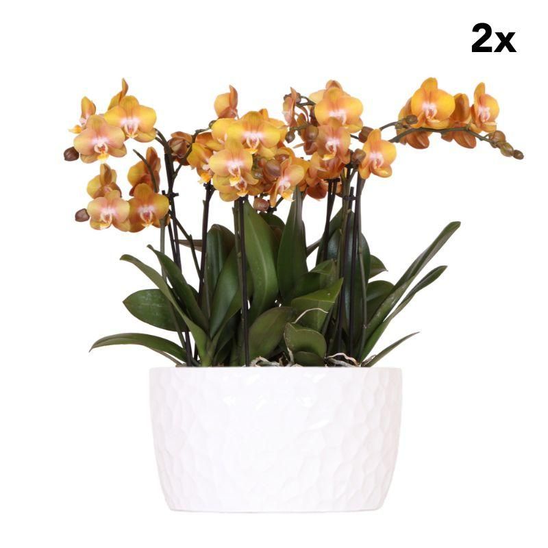 Weiße Orchidee Amabilis im stilvollen Pflanzenset
