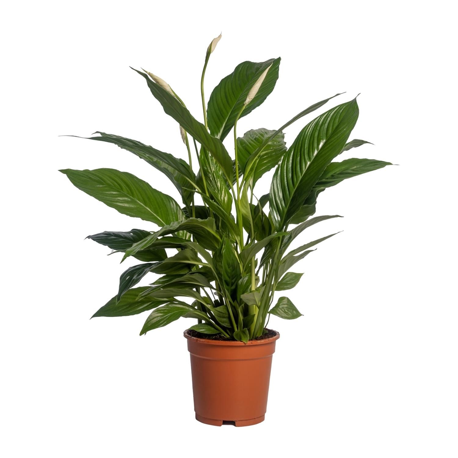 Spathiphyllum Vivaldi Friedenslilie Zimmerpflanze