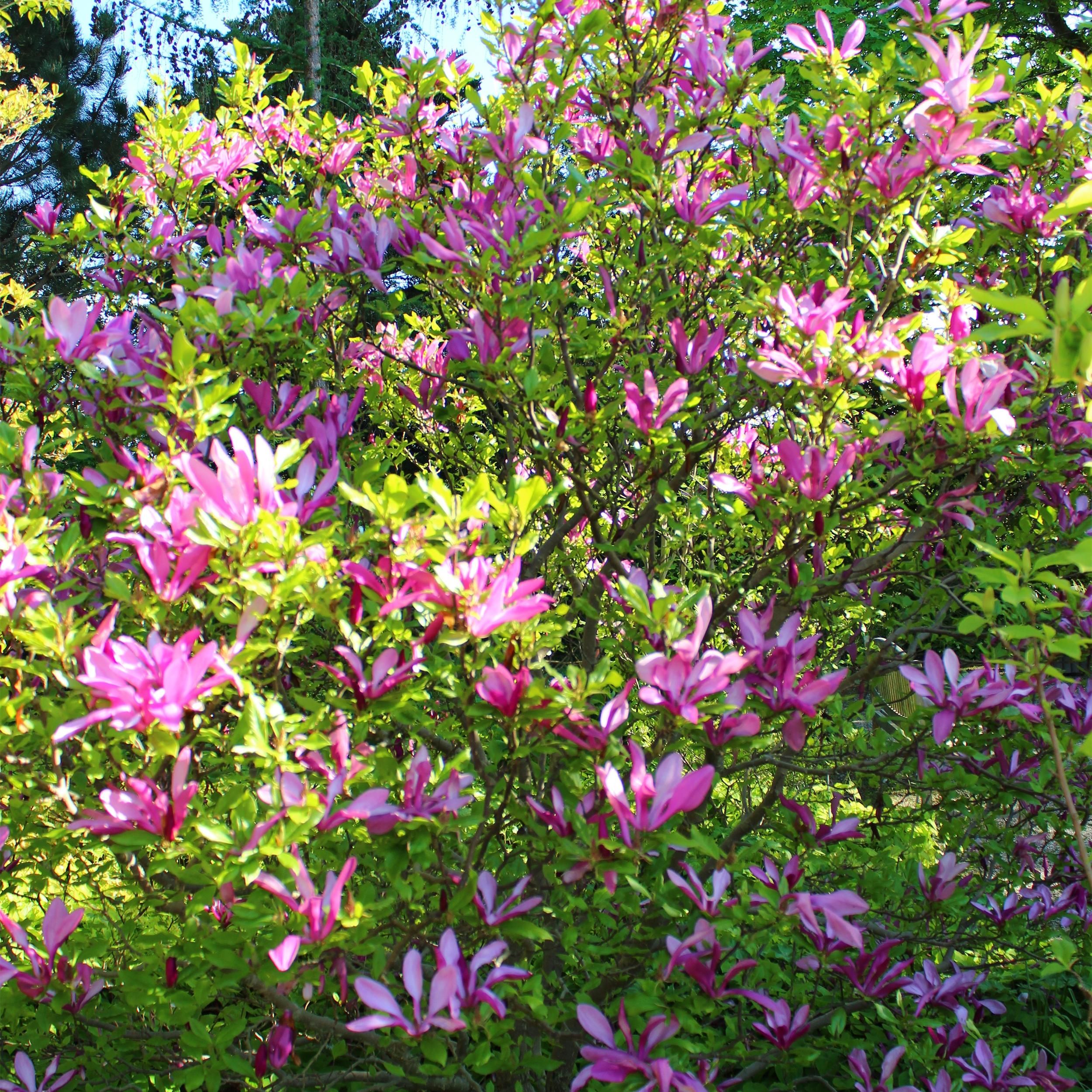 Magnolia Susan Strauch – Dunkelrosa Blüten – Laubabwerfend – Pflegeleicht