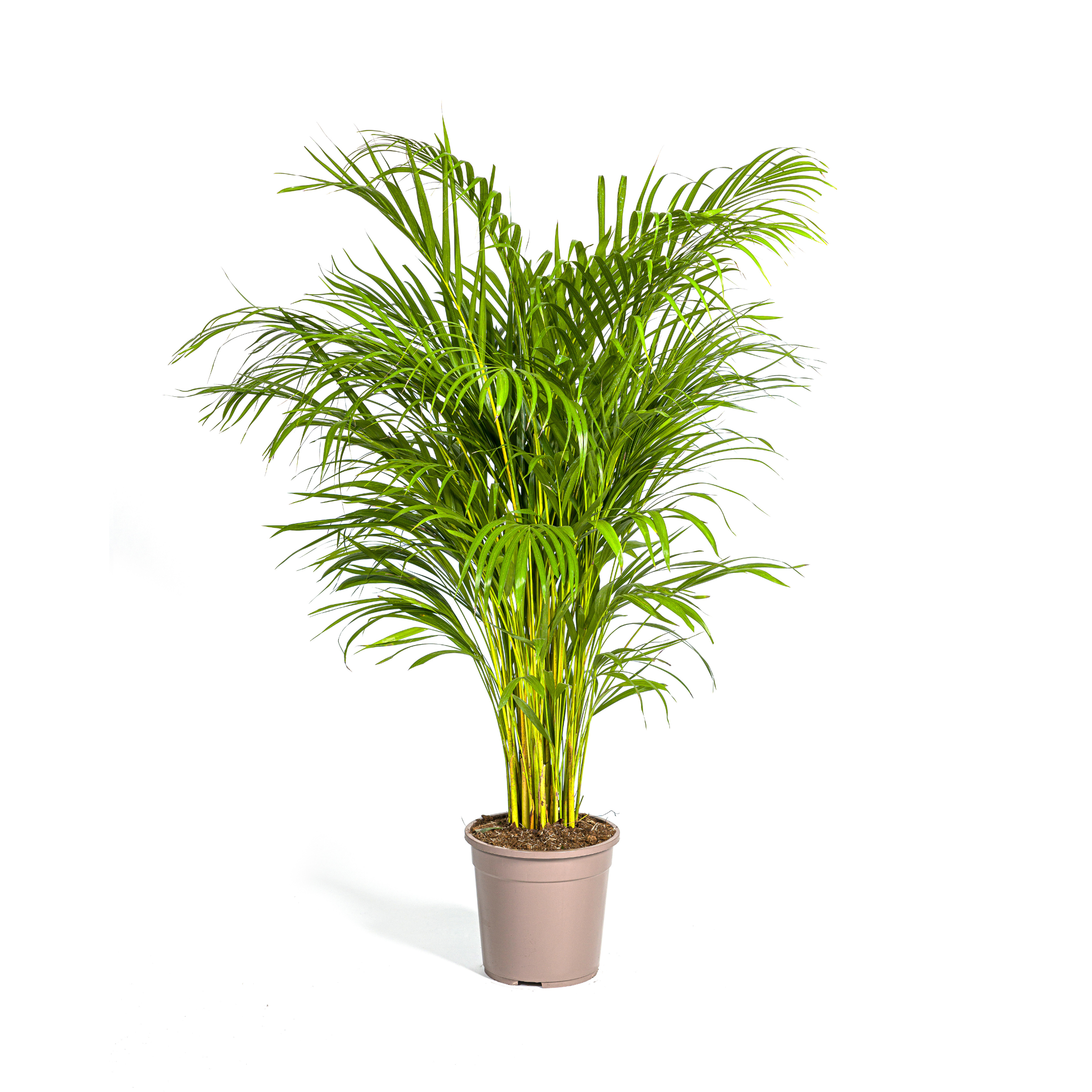 Dypsis Areca Lutescens Ø24cm – 120-140cm Hoch – Goldfruchtpalme