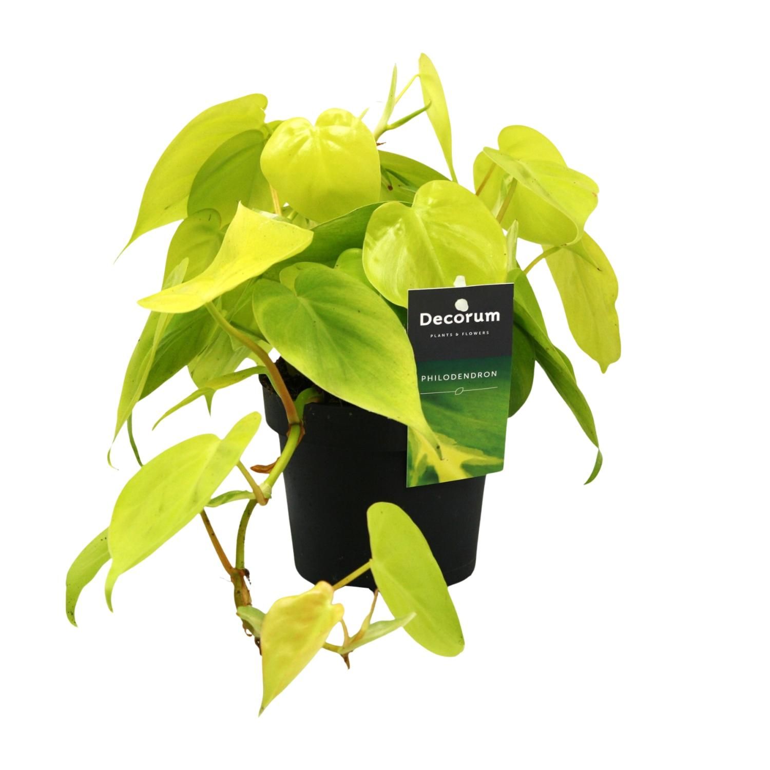 Philodendron Lime Zimmerpflanze mit glänzenden Blättern