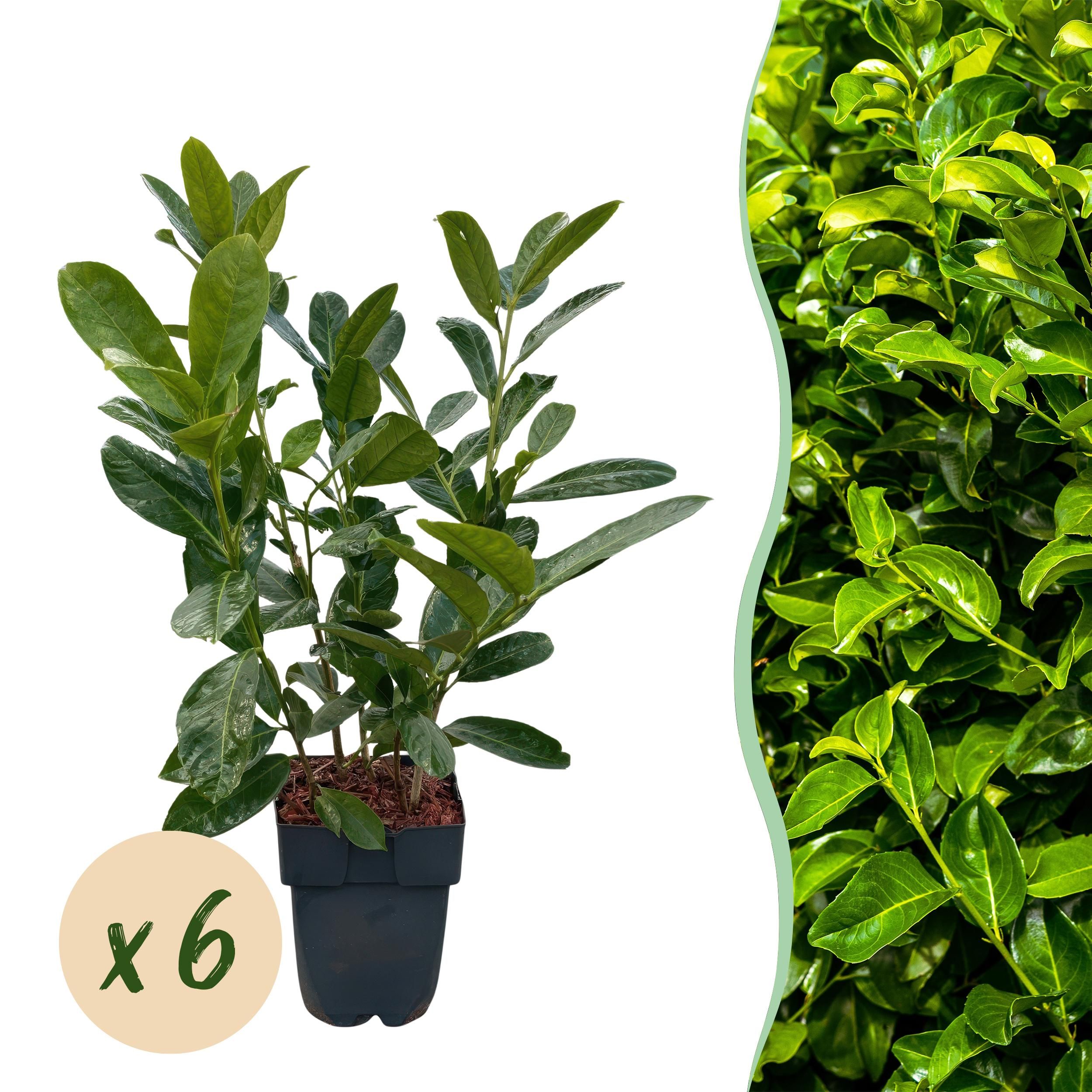 Heckenpflanzen Prunus laurocerasus Rotundifolia – Immergrün – 6 Pflanzen für 1 Meter