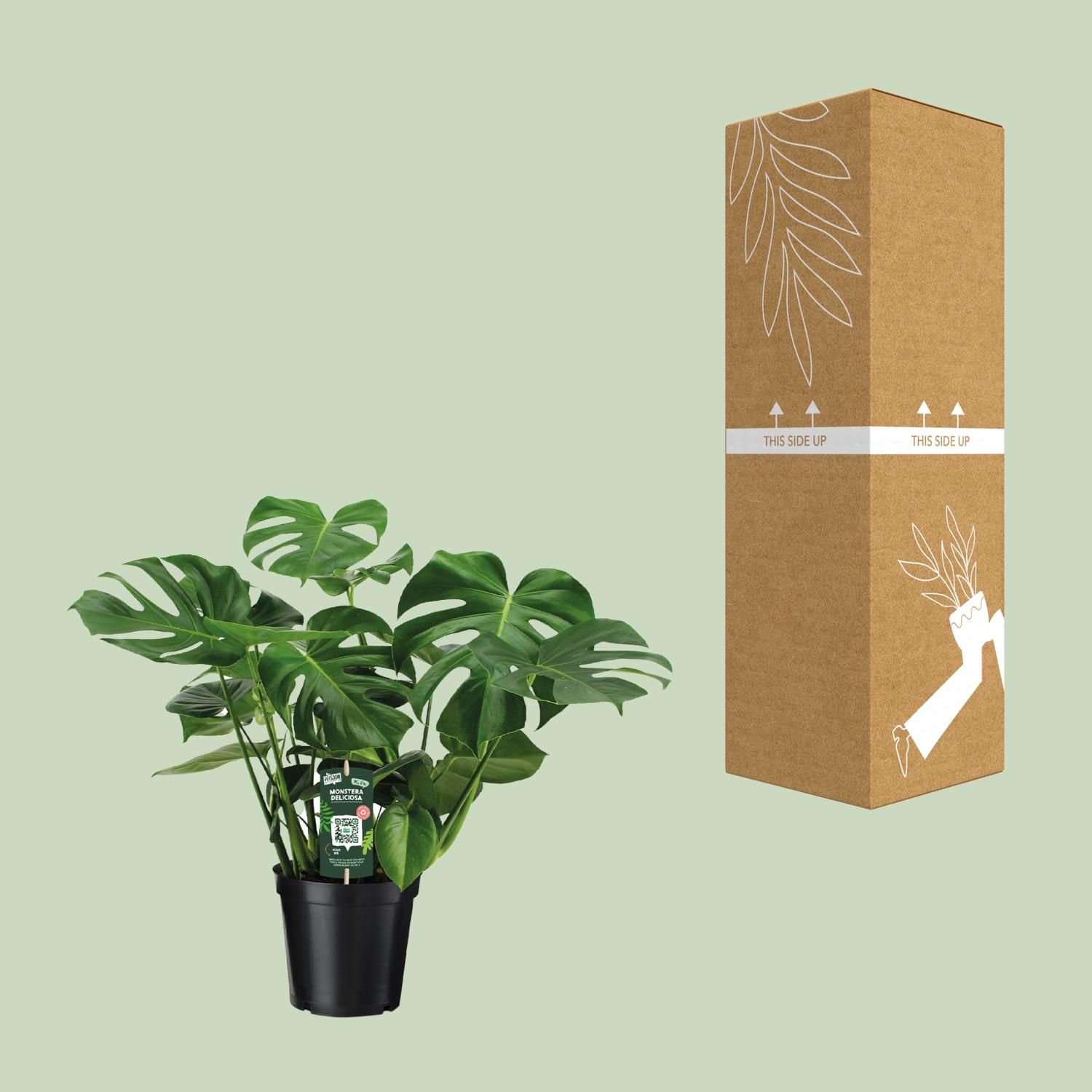 Monstera Deliciosa – Beliebte Zimmerpflanze mit dekorativen Blättern