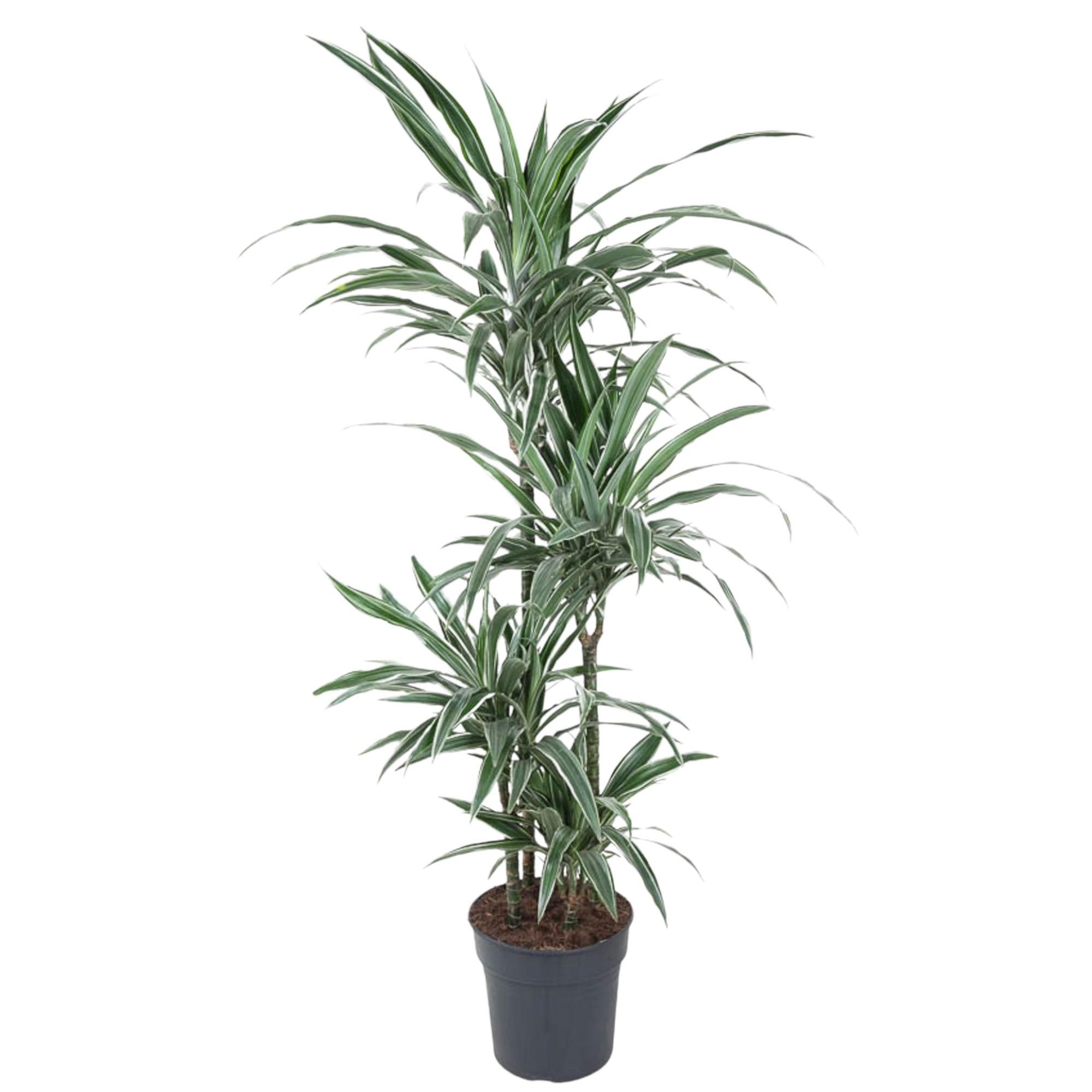 Dracaena Warneckei Zimmerpflanze
