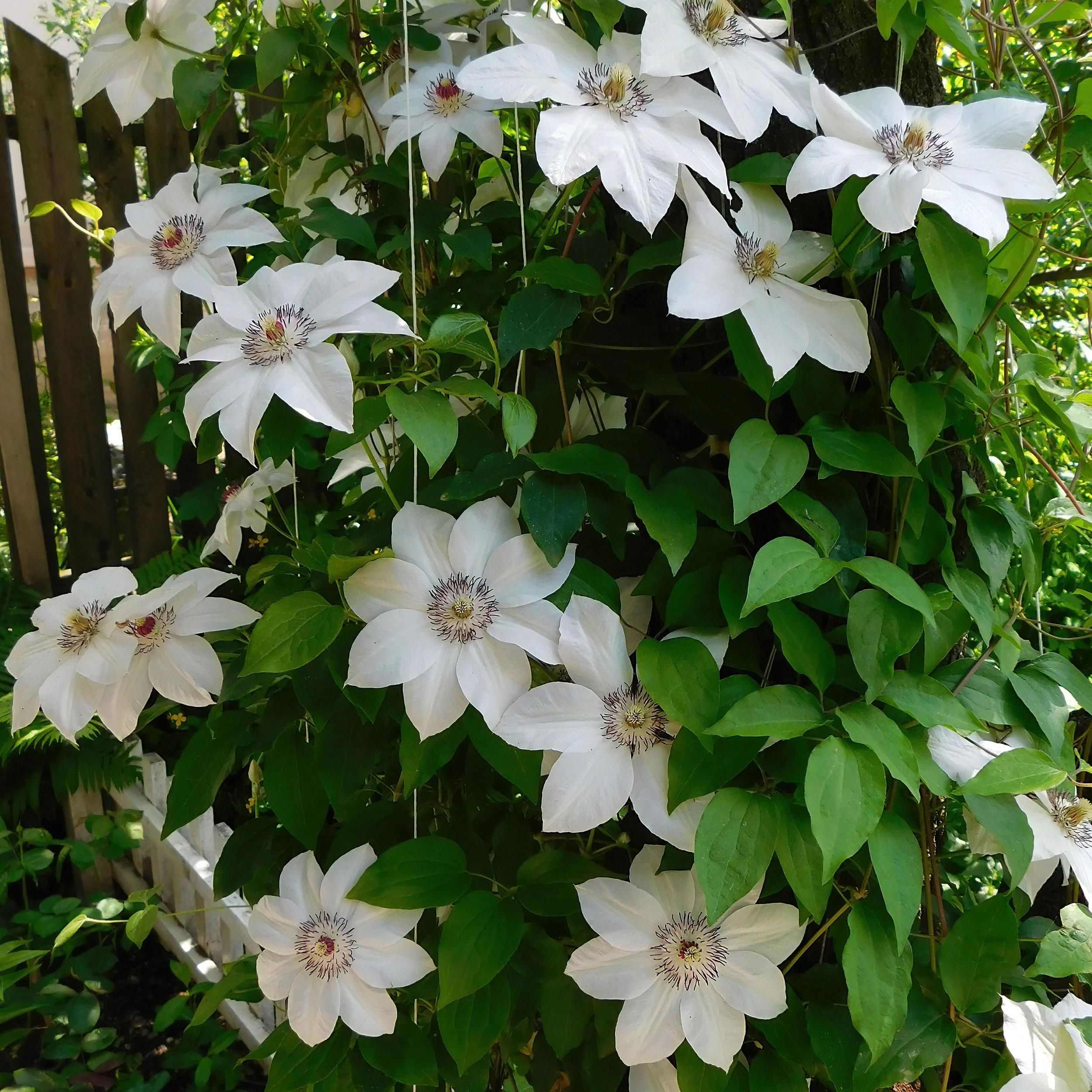 Clematis Miss Bateman – 2 Pflanzen – Kletterpflanze Rosa – Wenig Pflege