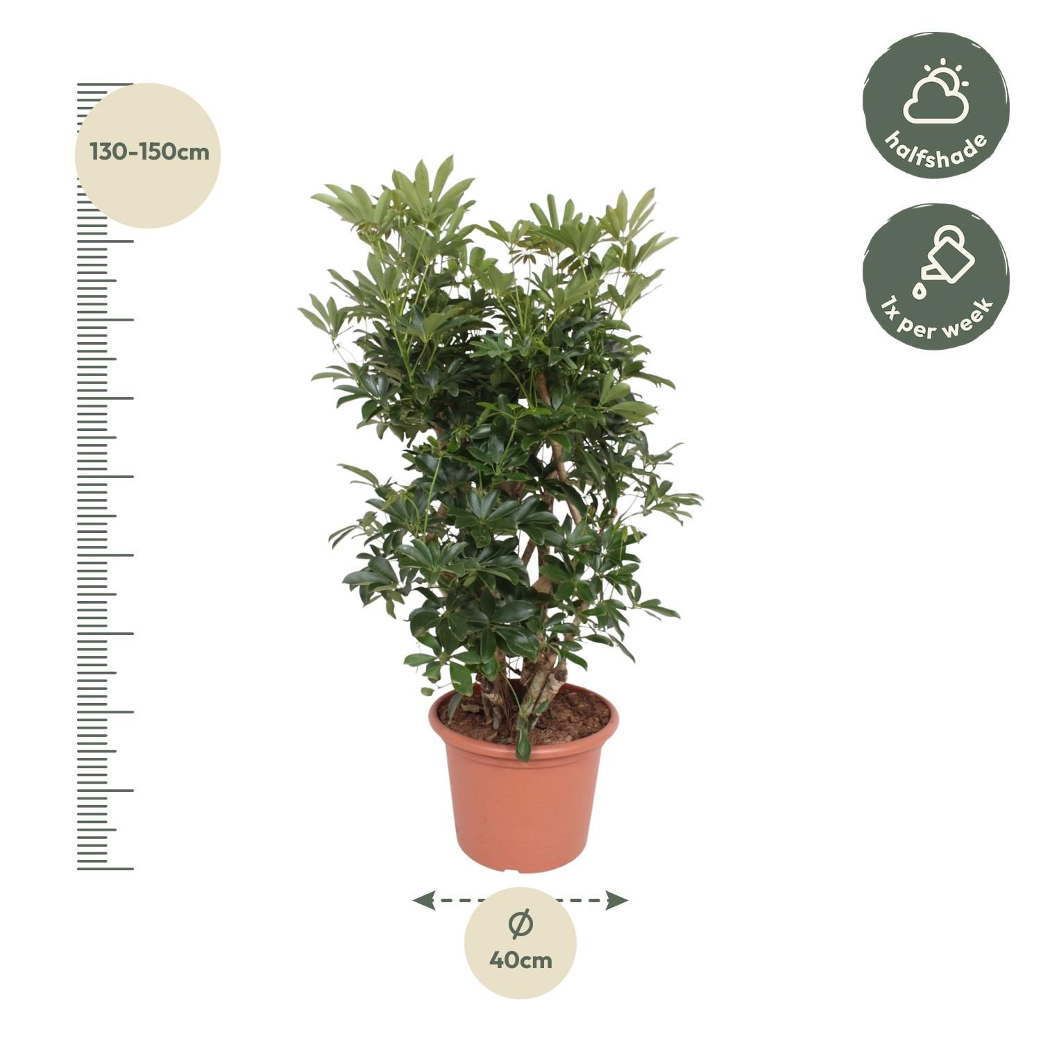 Schefflera Arboricola Zimmerpflanze