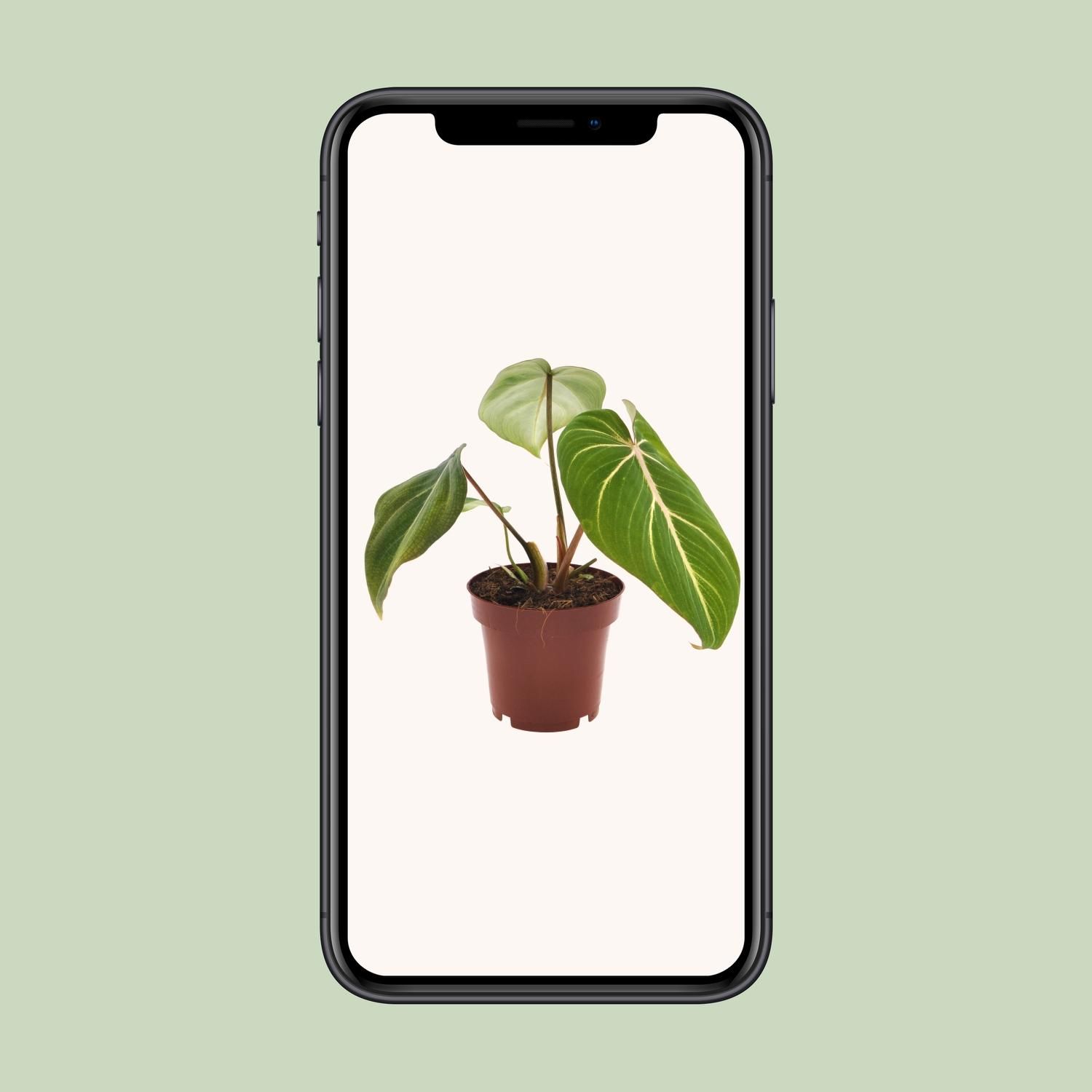 Philodendron Selloum Atom Zimmerpflanze
