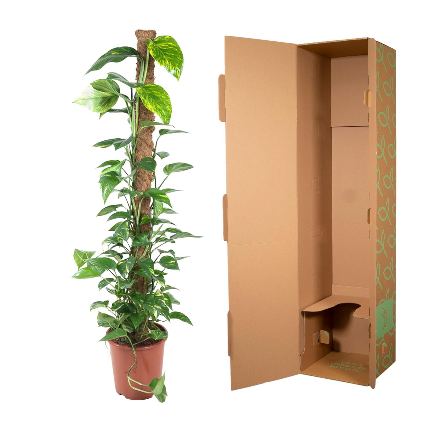 Epipremnum Pinnatum Silber-Efeutute mit Moosstab