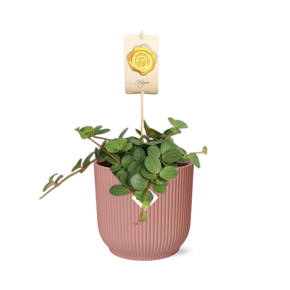 Peperomia Hope Zimmerpflanze im ELHO Vibes Fold Topf