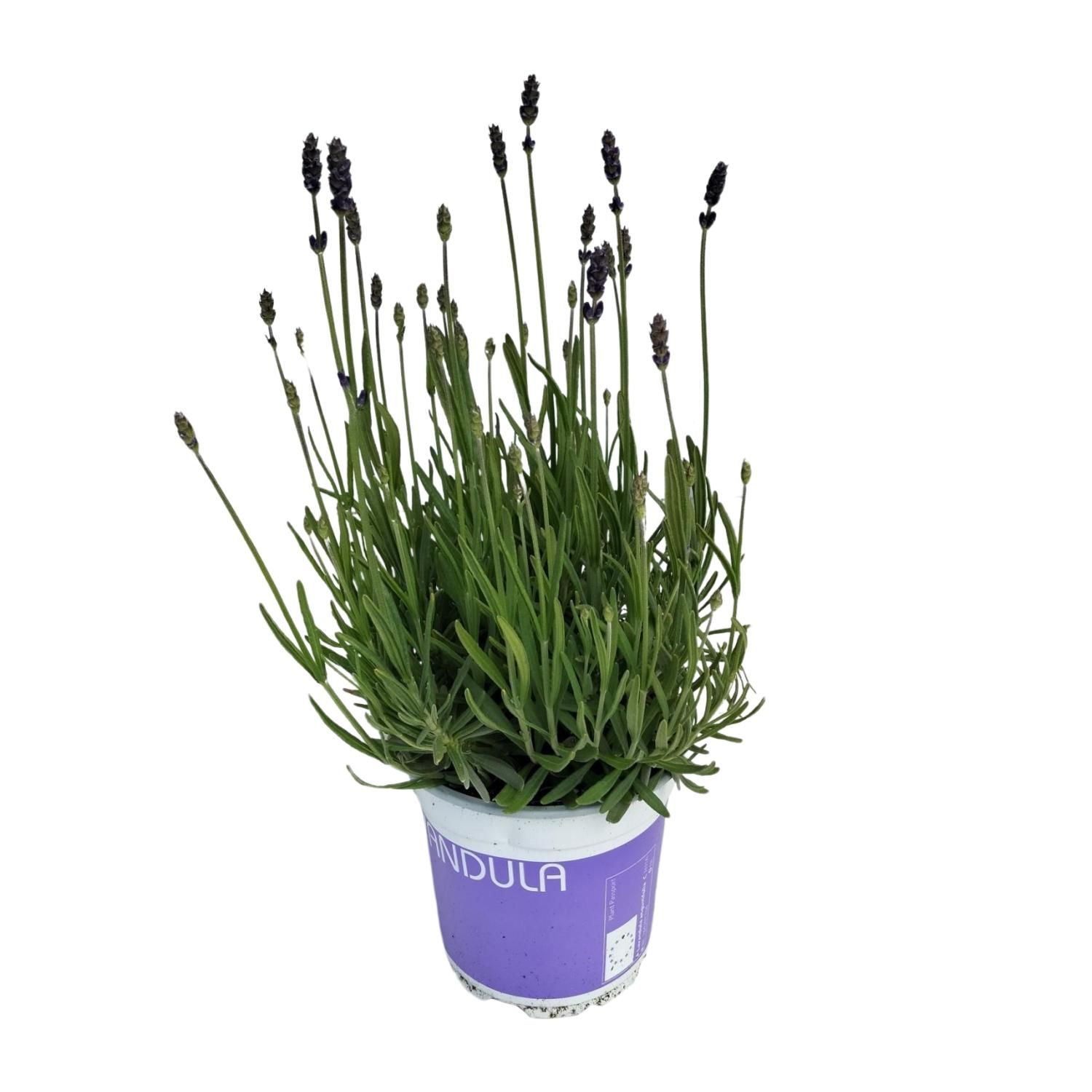 Lavendel Lavandula Hidcote Blue - Aromatische Zimmerpflanze
