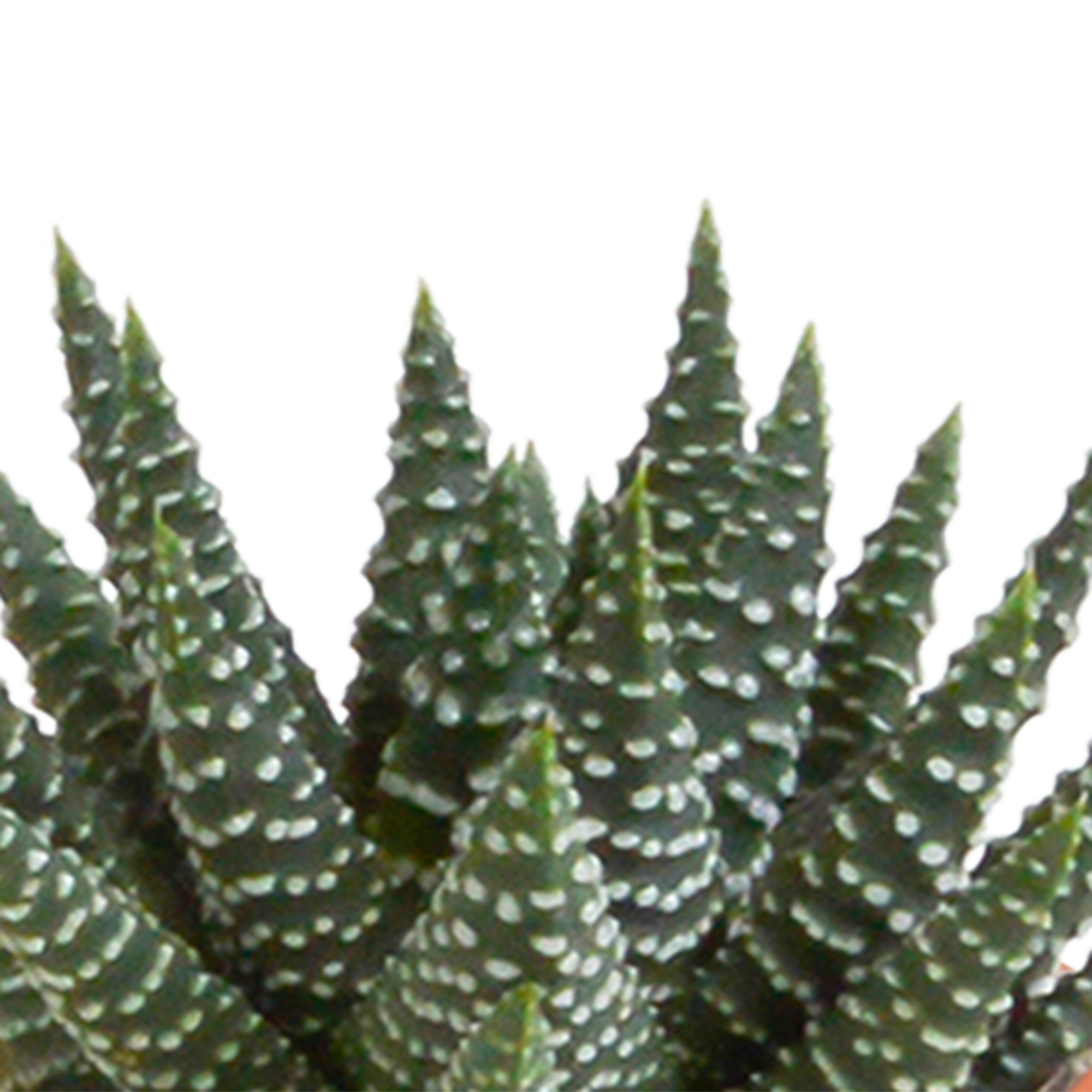 Bunte Cactus und Sukkulenten Mischung in Terrakotta