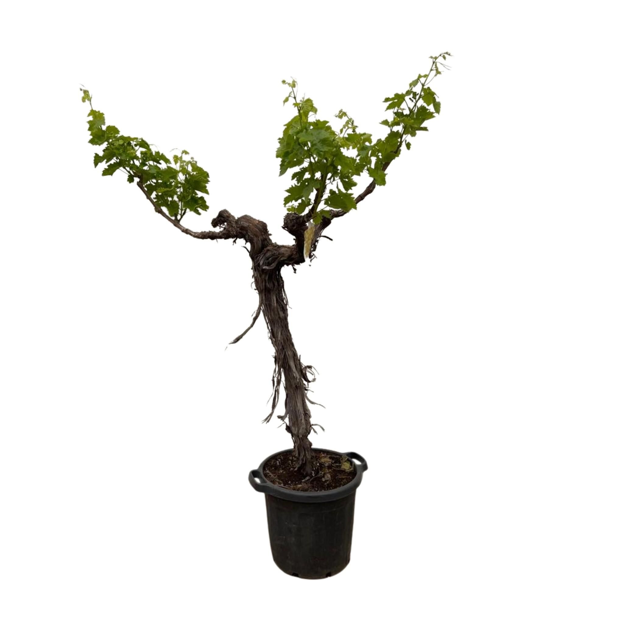 Weinrebe mit verzweigtem Stamm