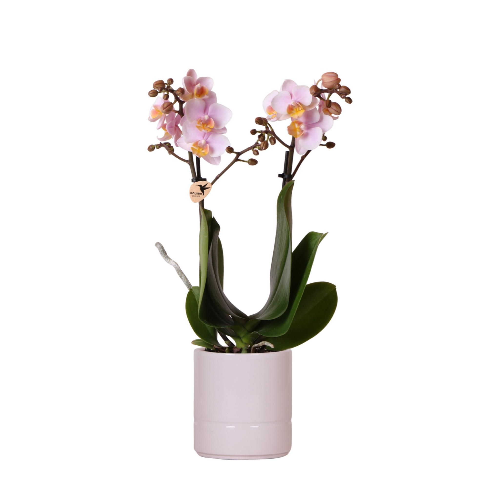 Calathea Bluegrass Zimmerpflanze