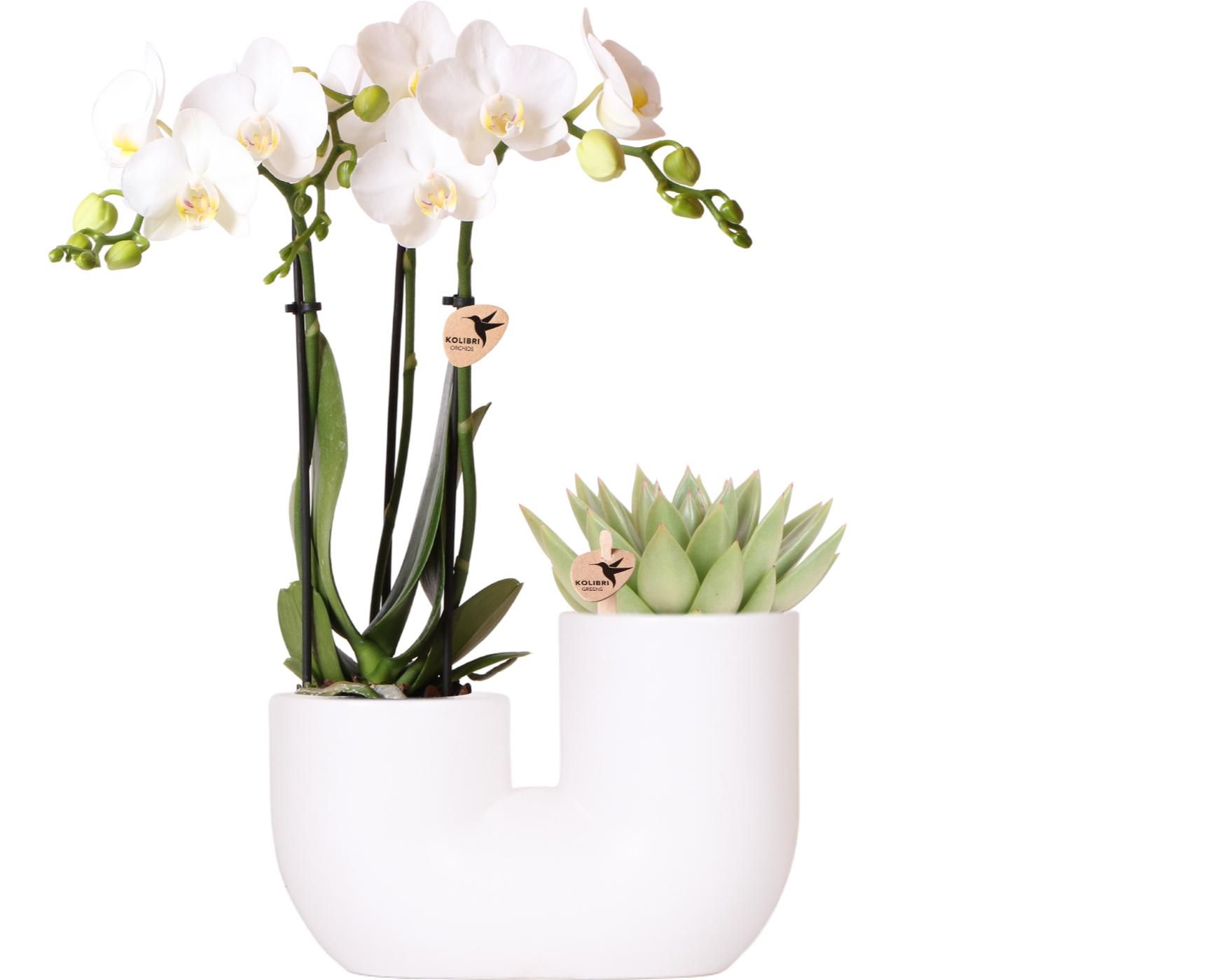 Phalaenopsis Amabilis Orchidee mit Sukkulente im weißen Duo-Dekotopf