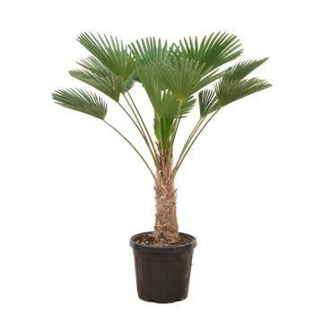 Trachycarpus Wagnerianus Palme – Robust & Winterhart – 130cm Hoch