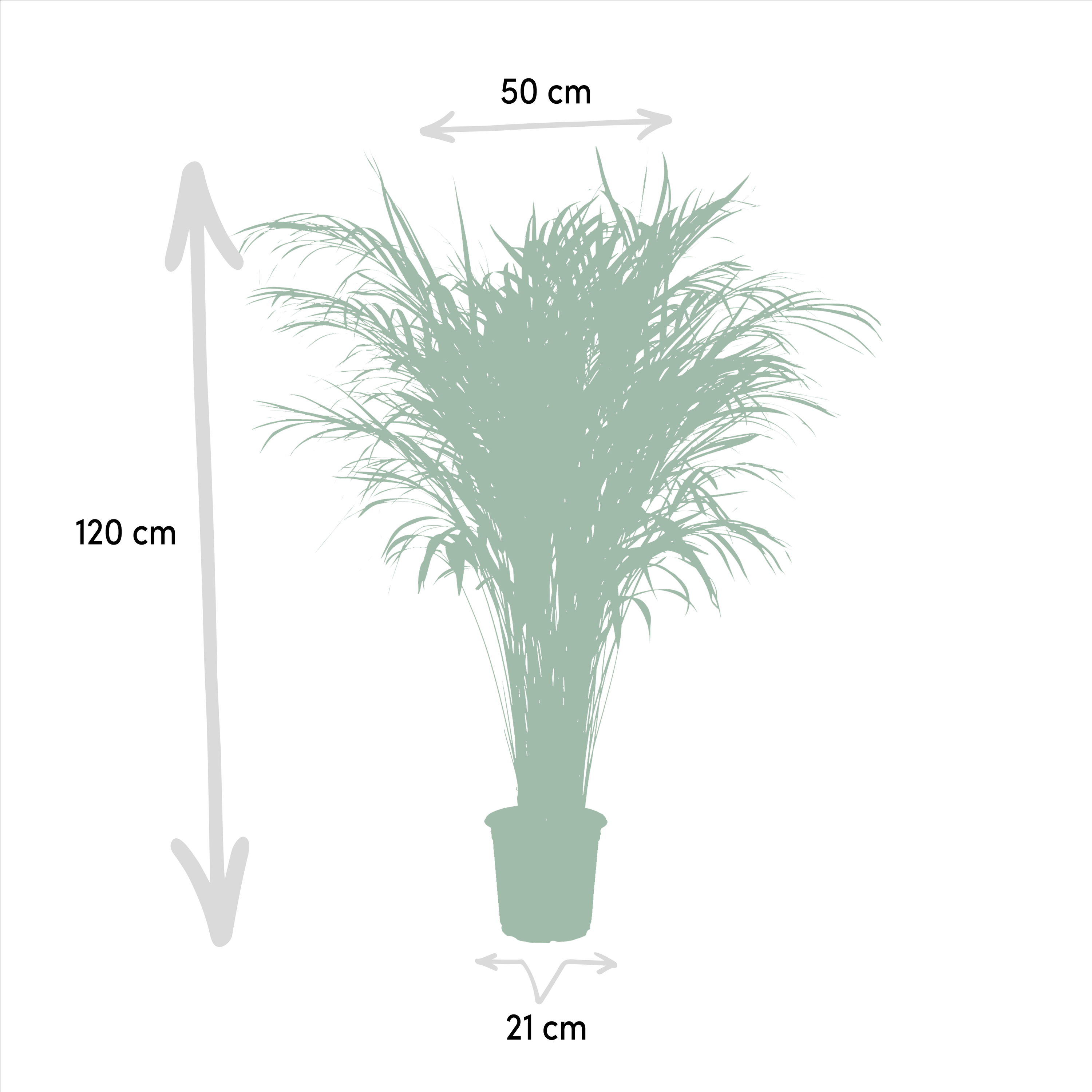 Areca-Palme Zimmerpflanze