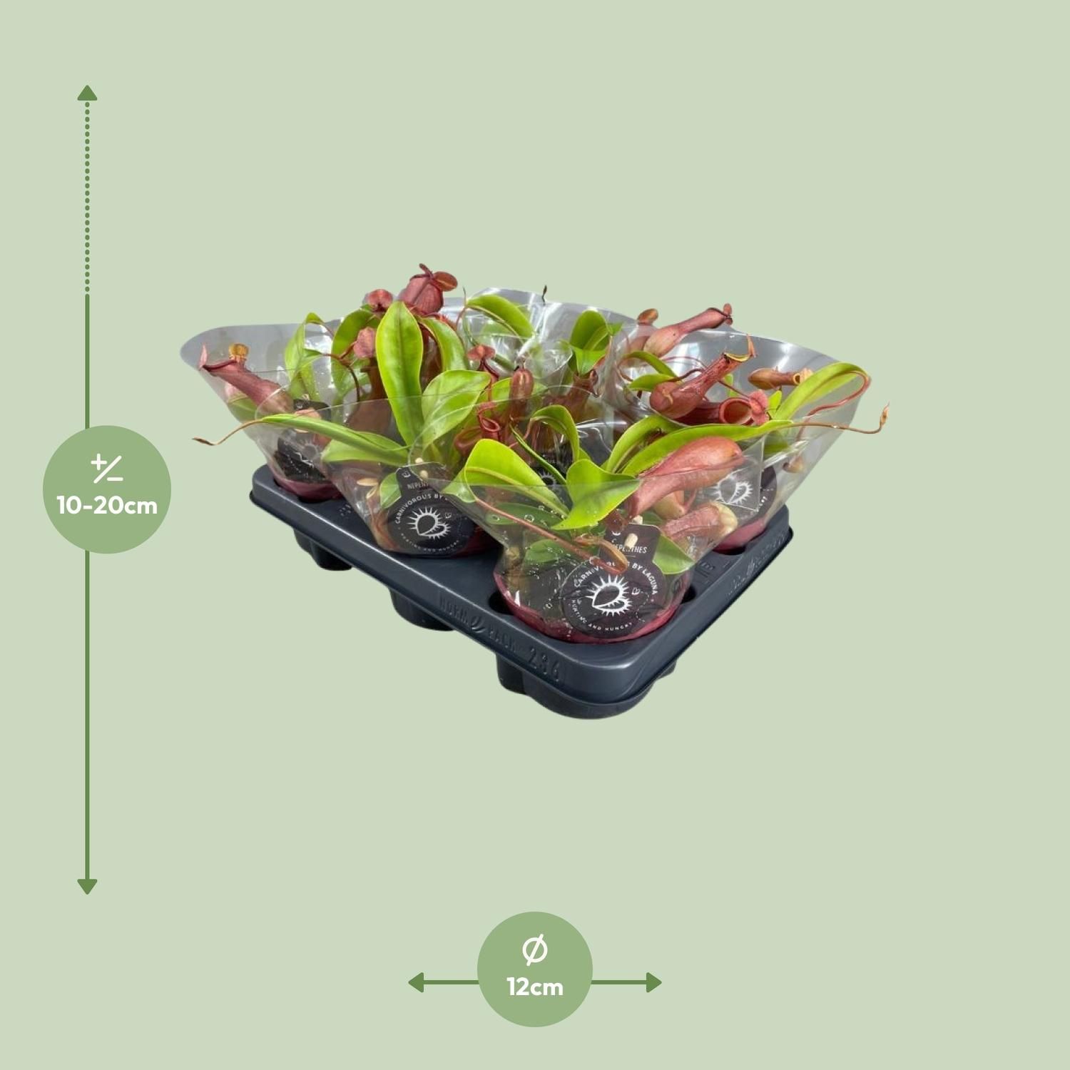 Nepenthes Alata Kannenpflanze