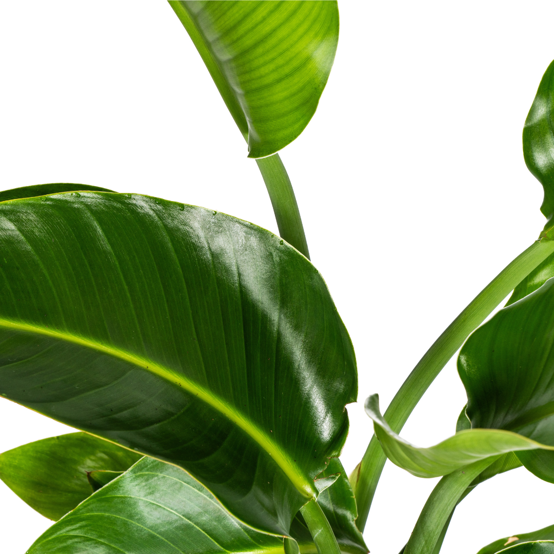 Strelitzia Nicolai XXL – Große Zimmerpflanze – beeindruckende Blattpracht