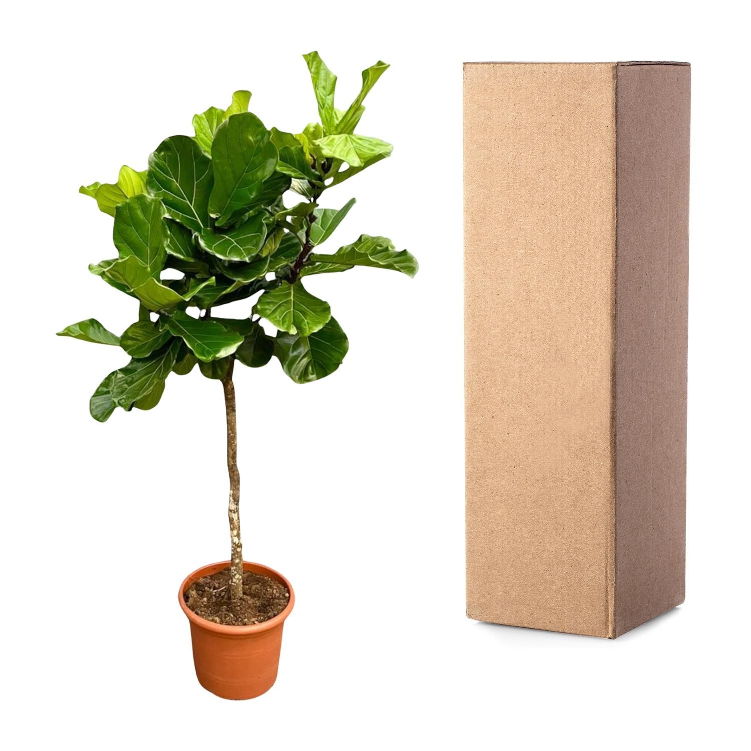 Ficus Lyrata Geigenfeige XXL Baum