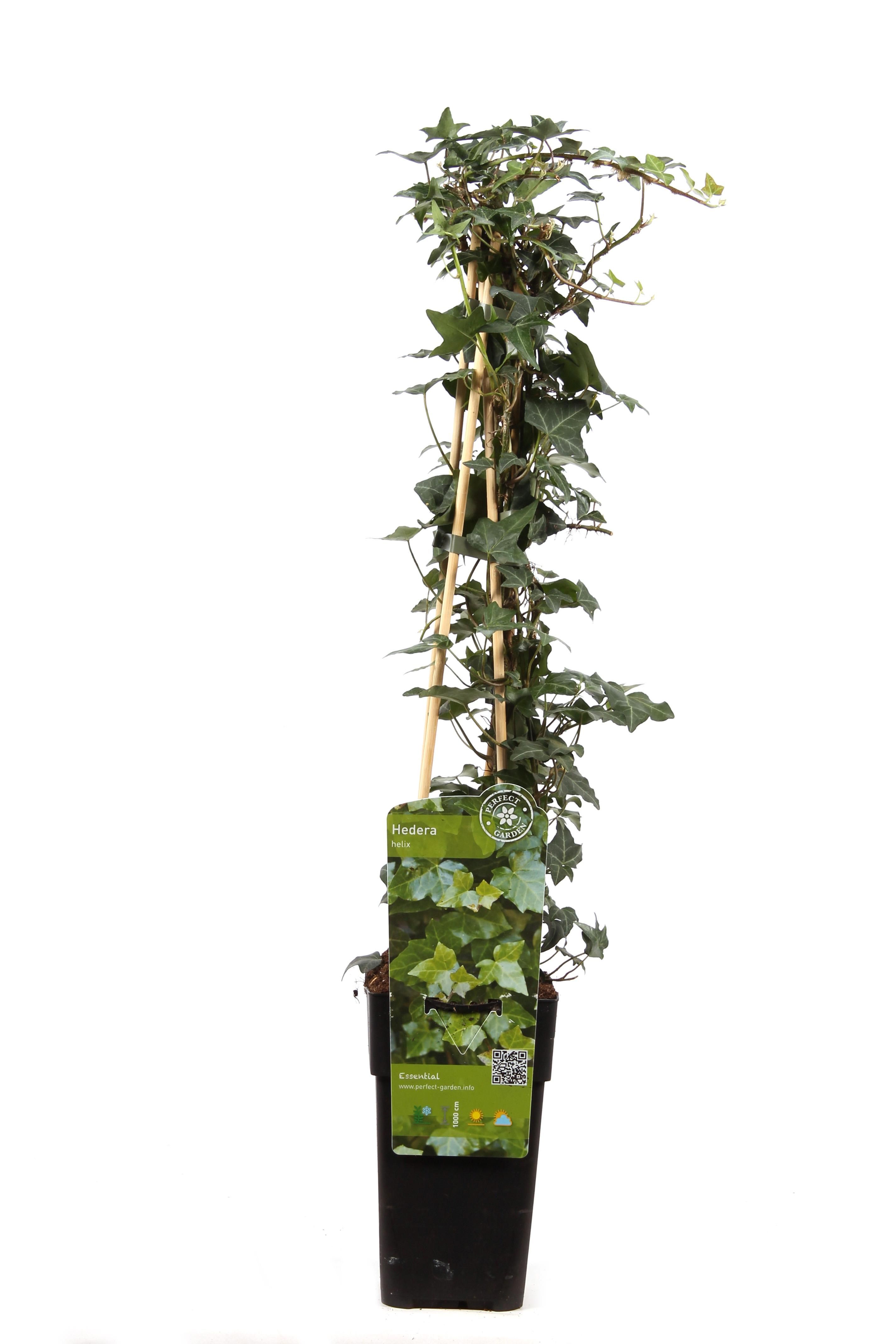 Efeu Hedera helix Kletterpflanze
