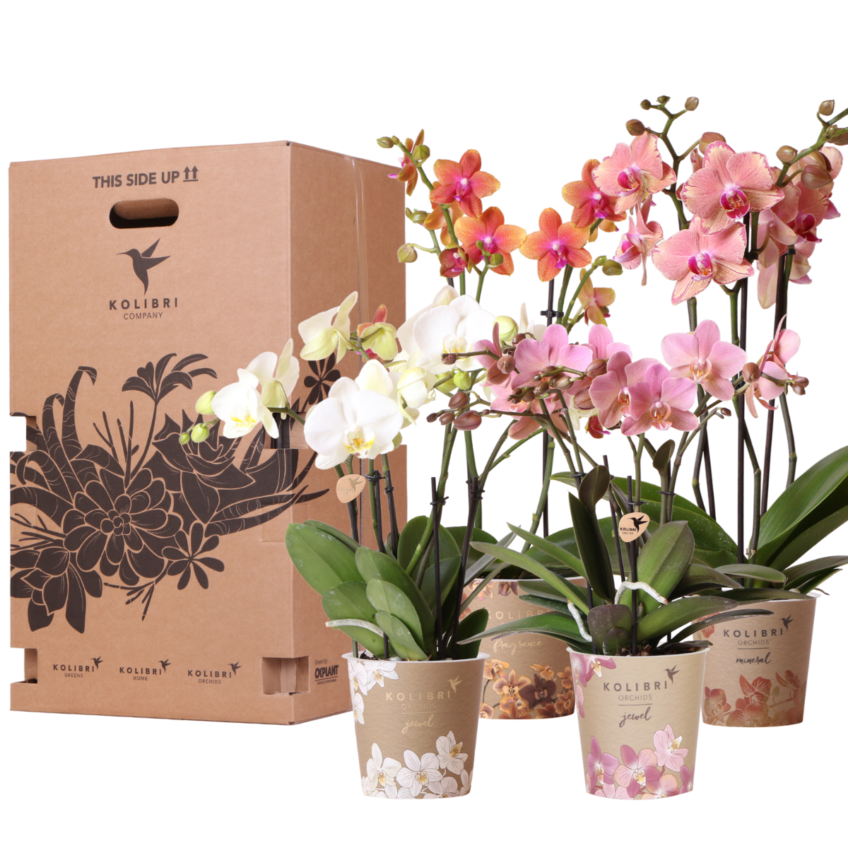 Kolibri Orchideen Überraschungsbox Mix