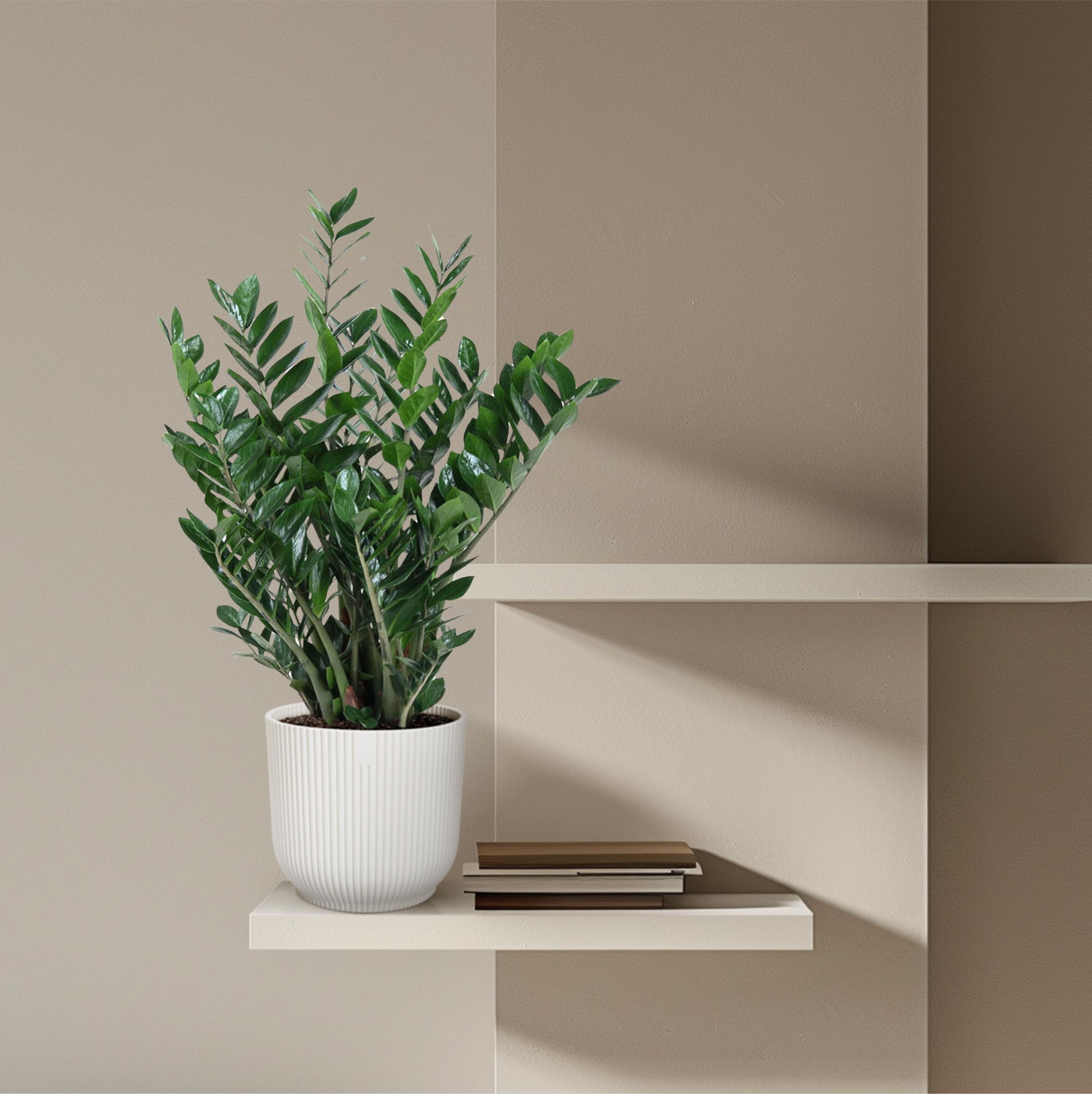 Zamioculcas Zamiifolia Zimmerpflanze
