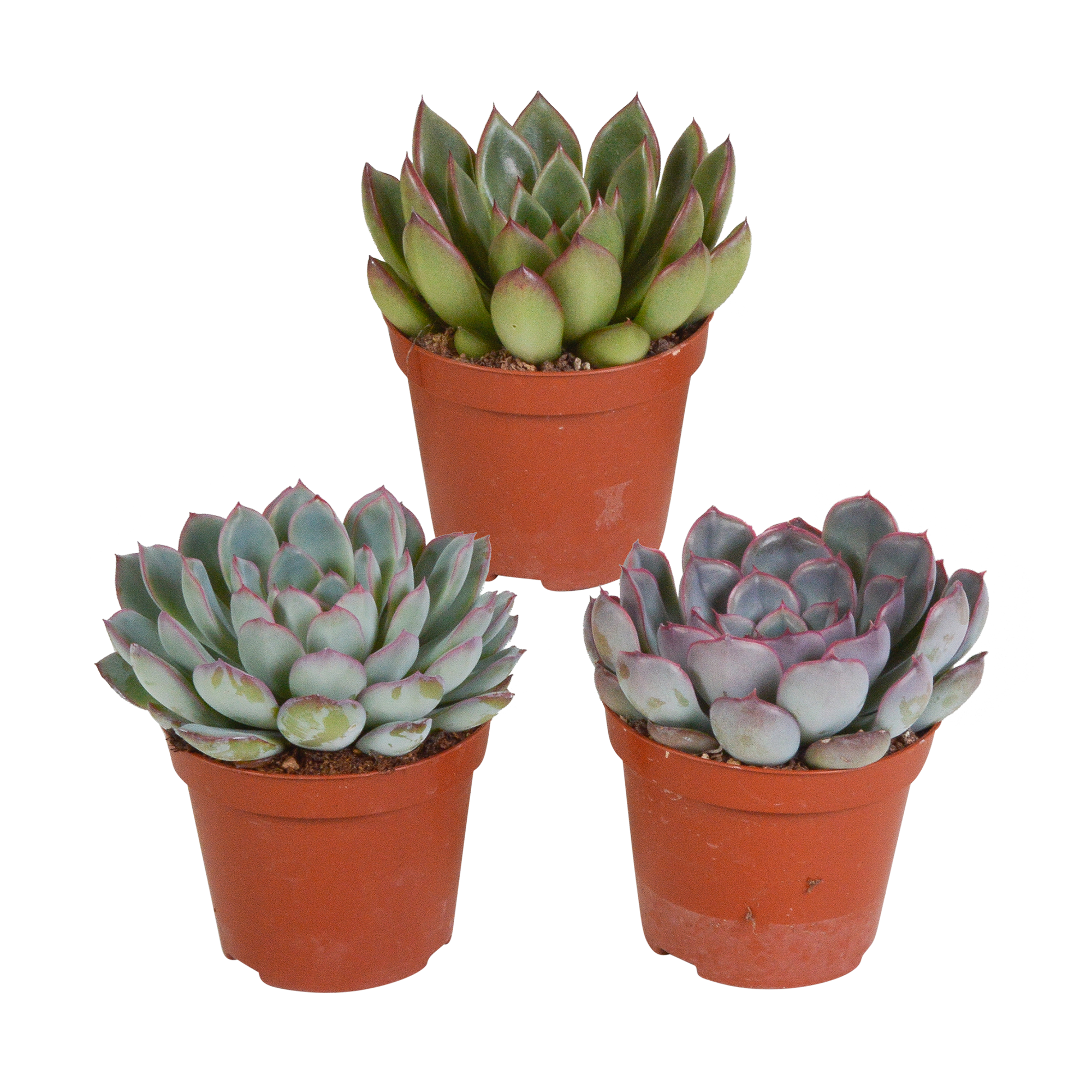 Echeveria Mix Sukkulenten 3er Set ohne Topf