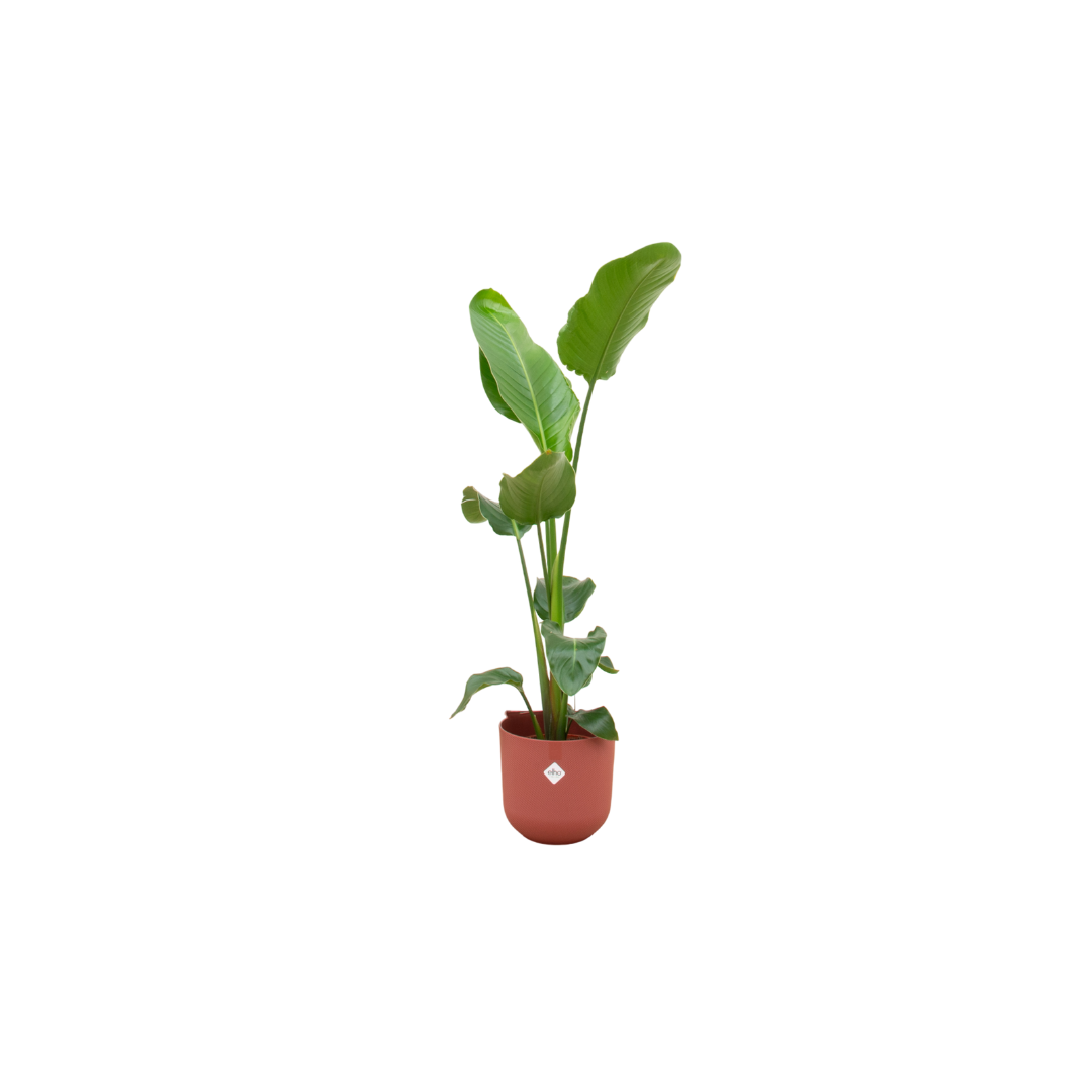 Calathea Bluegrass Zimmerpflanze